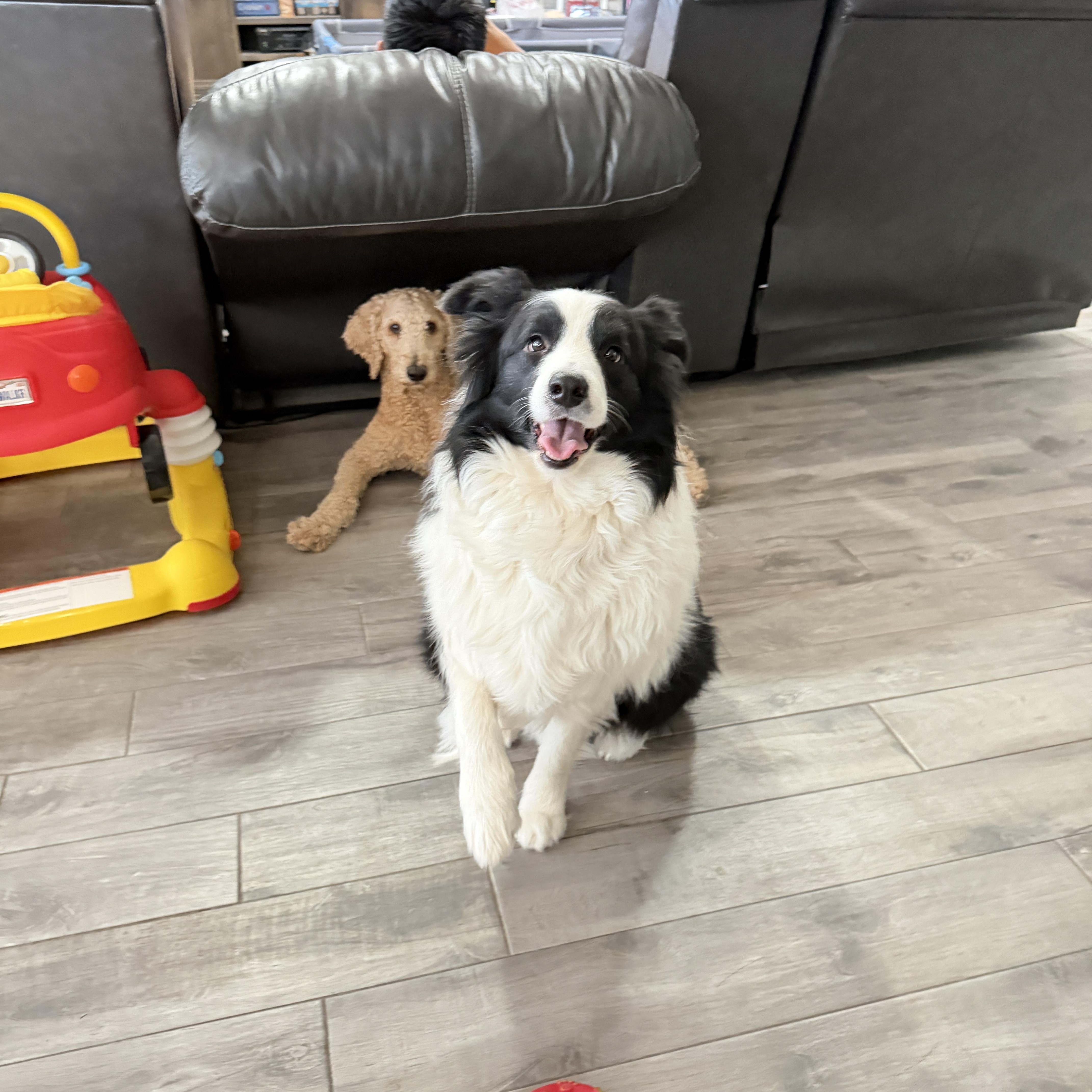 Enlarge Oreo, a Adopted Border Collie in Las Vegas, NV image 3/3