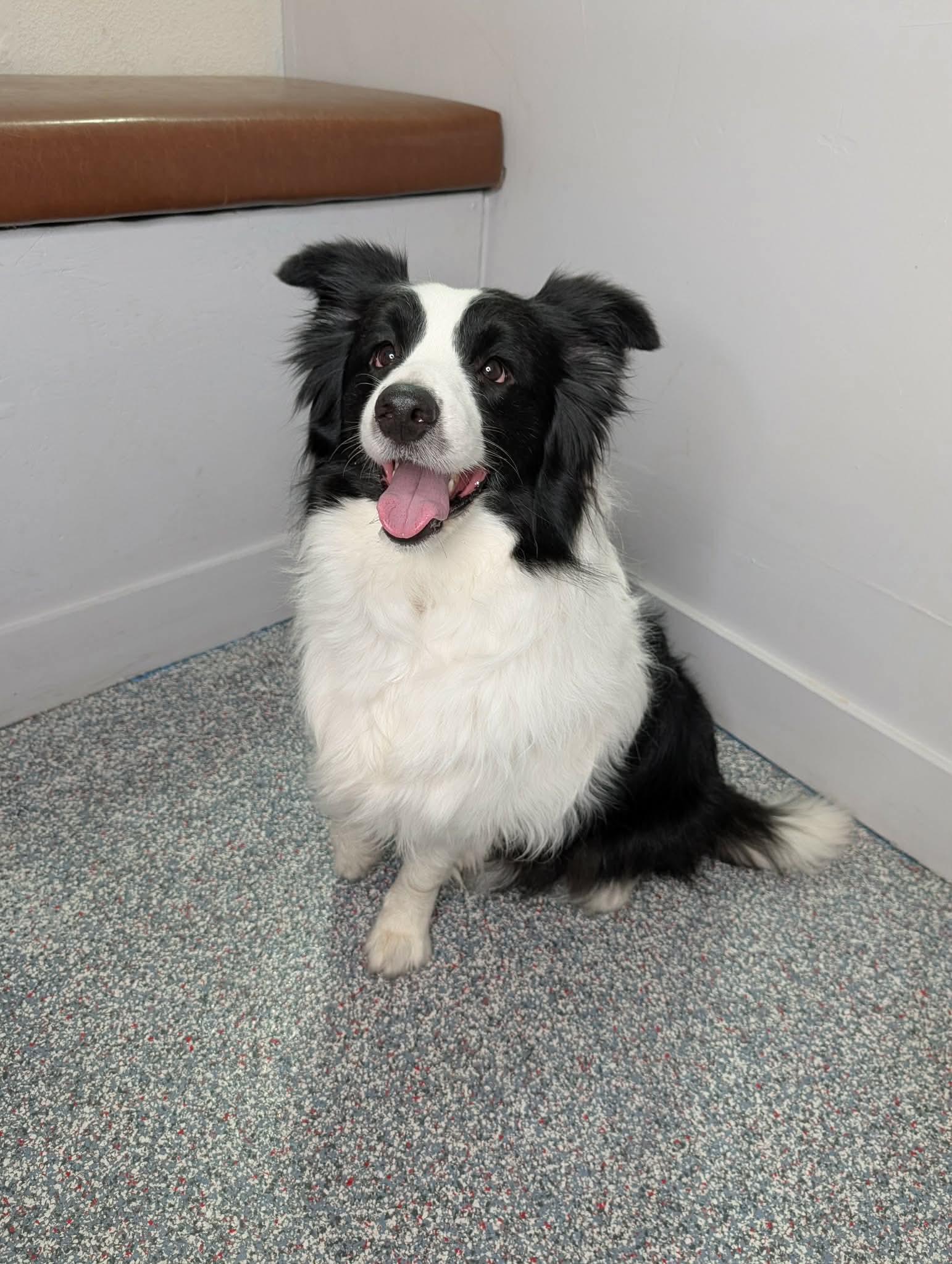 Oreo, Adopted, Young Male Border Collie.