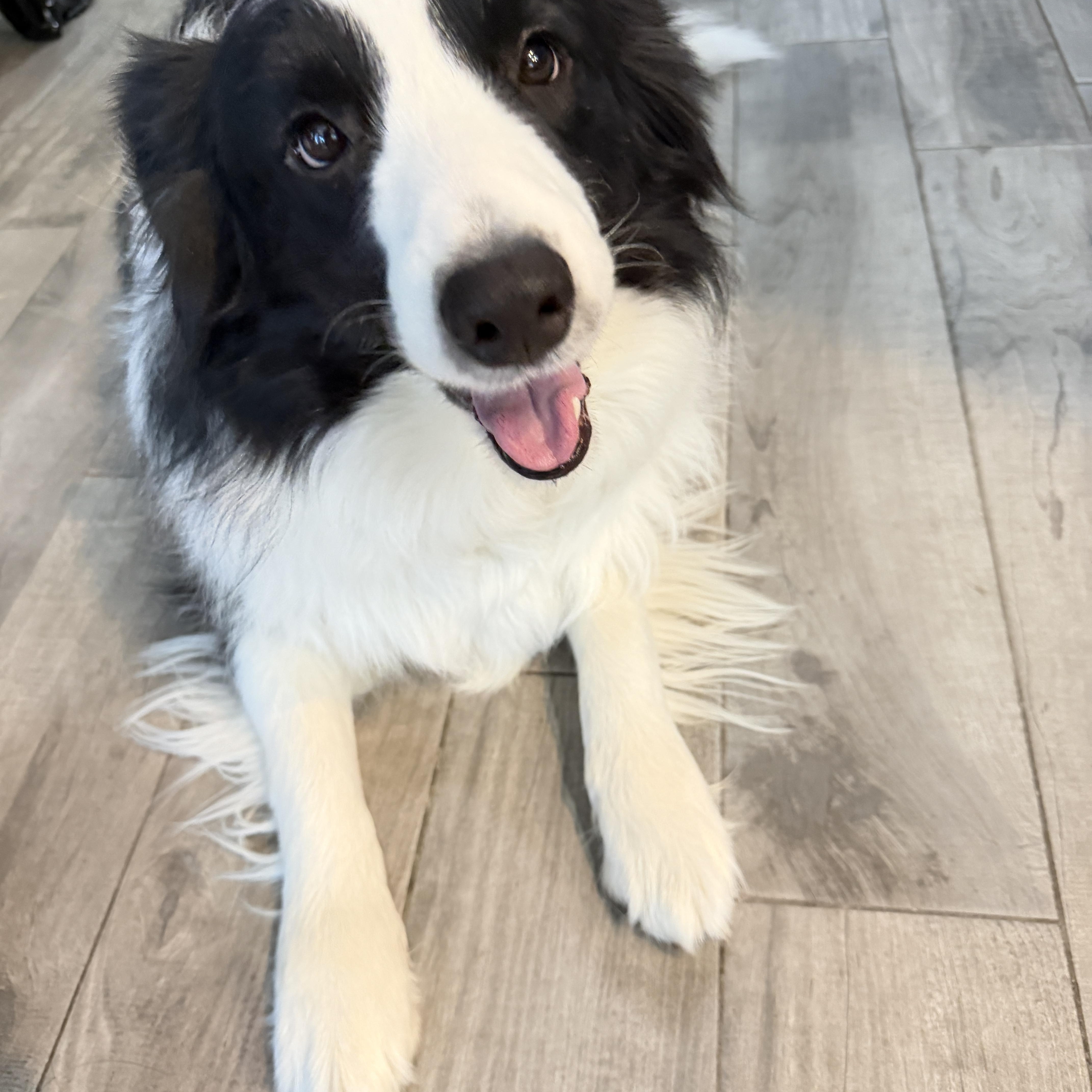Enlarge Oreo, a Adopted Border Collie in Las Vegas, NV image 2/3