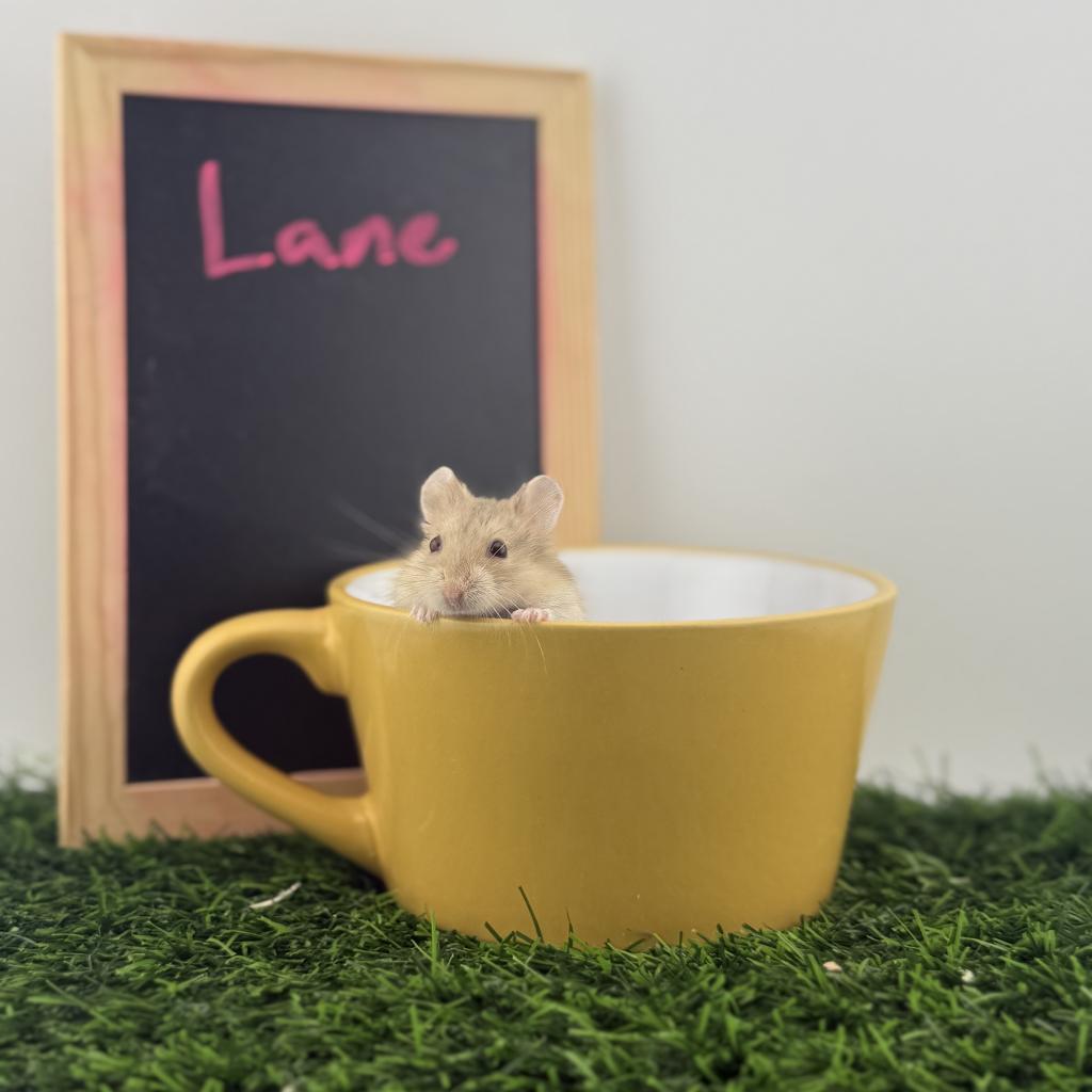 Lane, Adoptable, Young Female Dwarf Hamster.