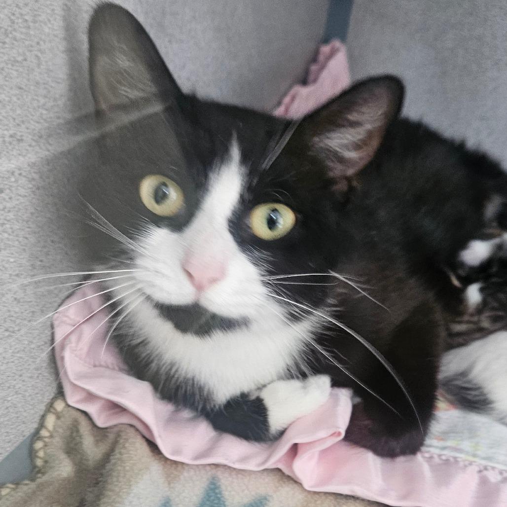 Ocean, Adoptable, Adult Female Domestic Short Hair.