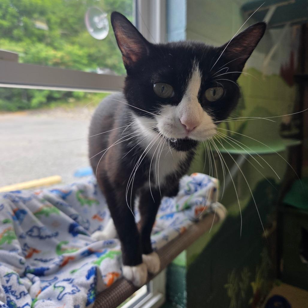 Ocean, a Adoptable Domestic Short Hair in Newport, TN image 2/2