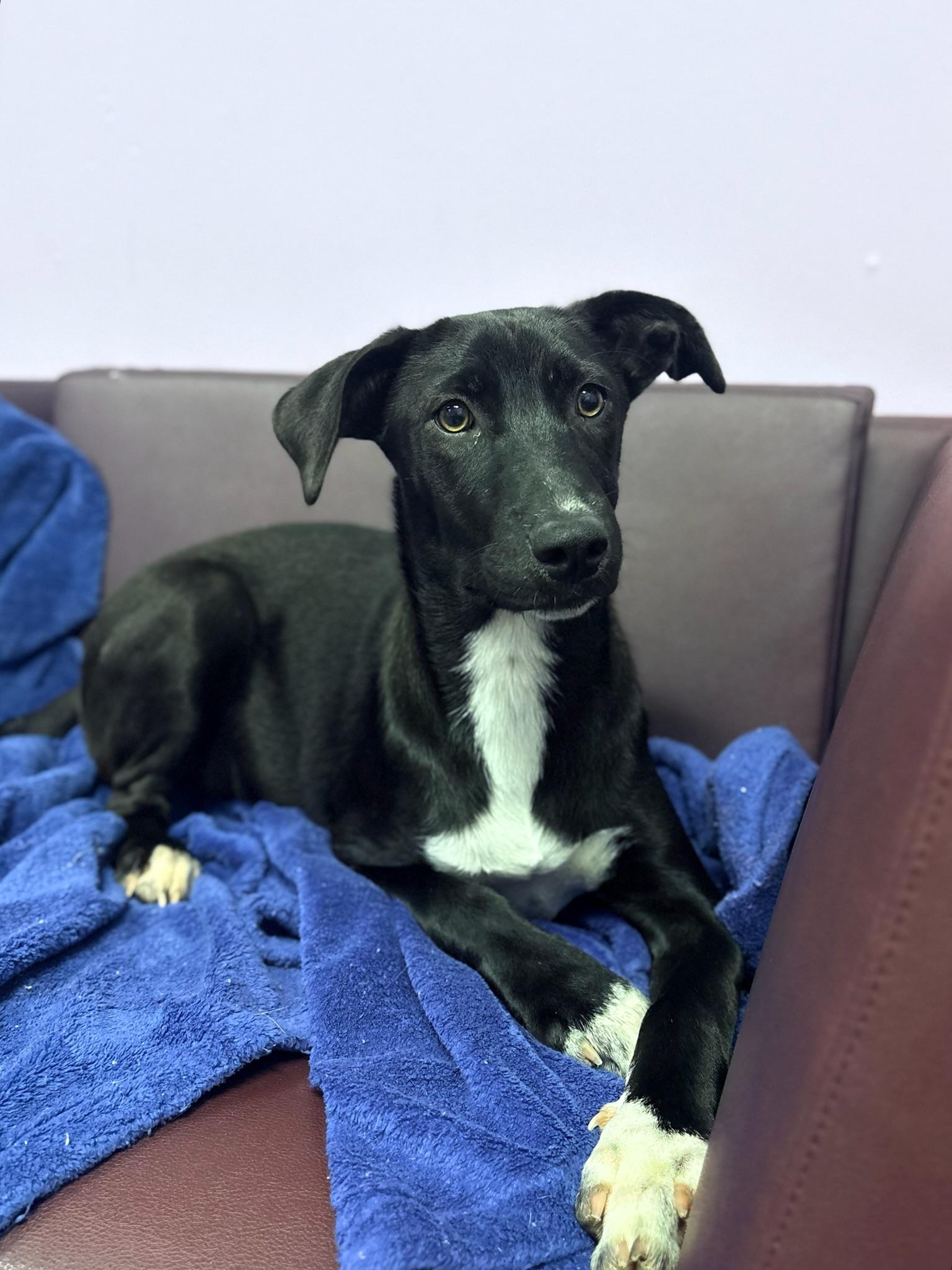Trixie in NH. Come Meet our Adoptable Dogs Wednesday-Saturday. More info in Bio, ADOPTABLE, Puppy Female Labrador Retriever.