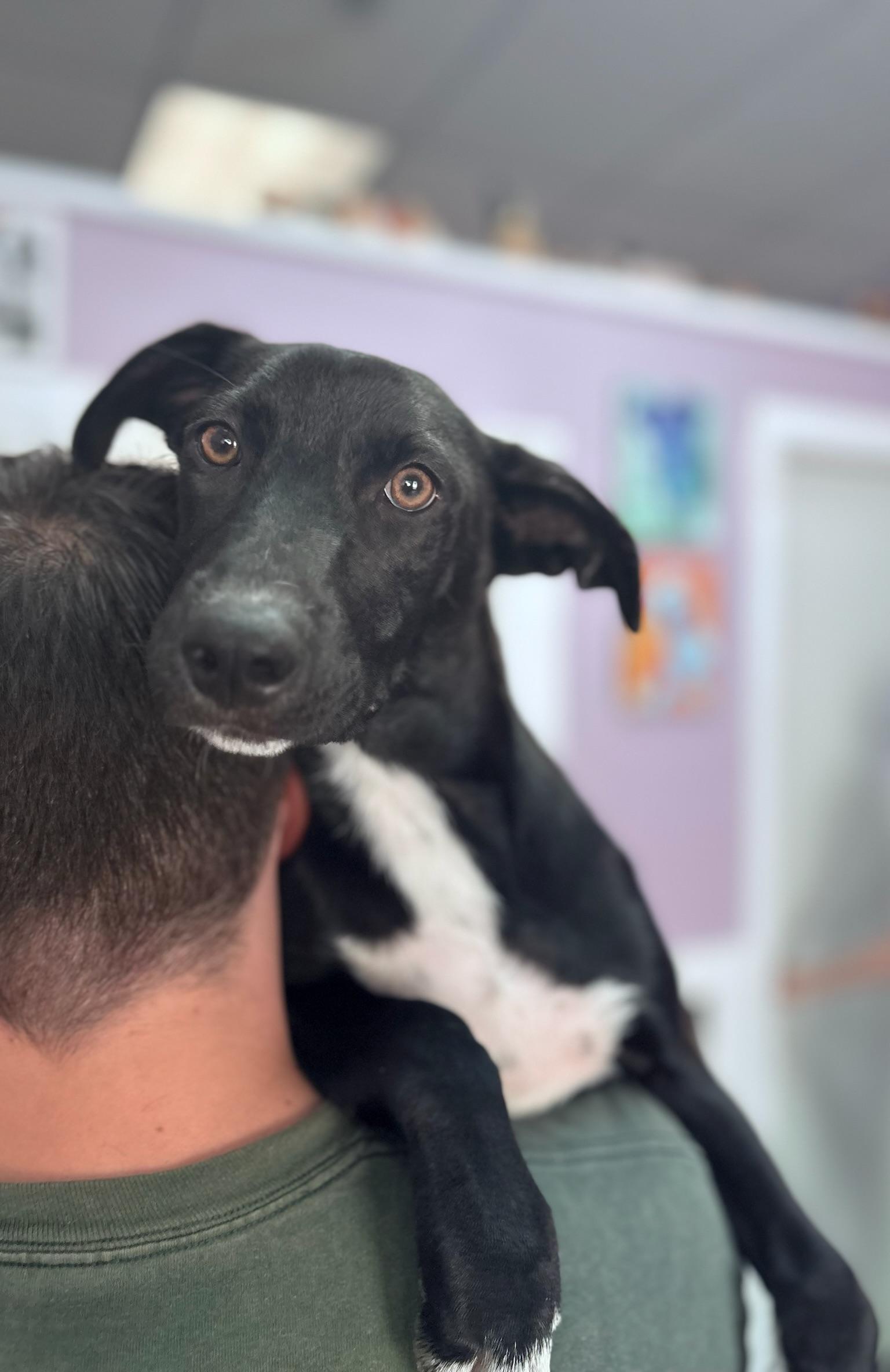 Enlarge Trixie in NH. Come Meet our Adoptable Dogs Wednesday-Saturday. More info in Bio, a ADOPTABLE mixed breed in Manchester, NH image 2/2
