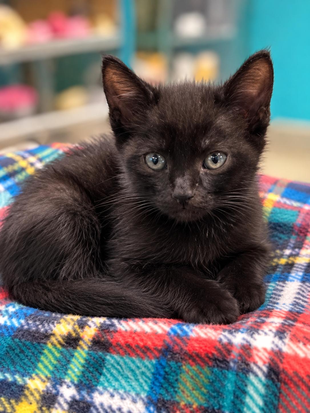 Mr. Wiggles, Adoptable, Kitten Male Domestic Short Hair.
