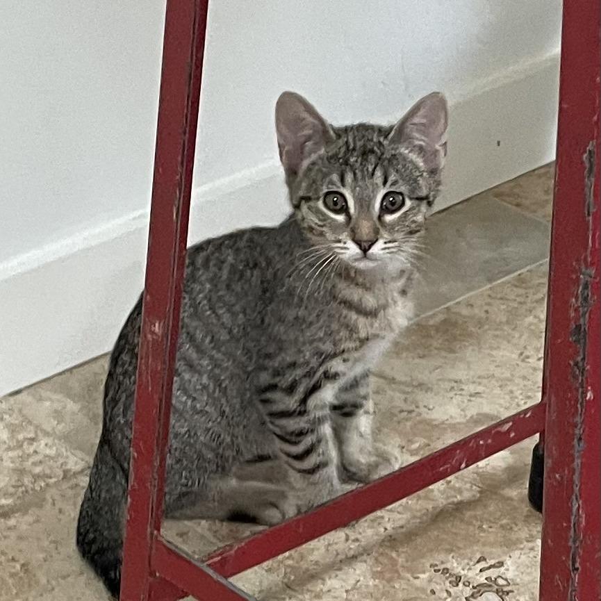 Goose, Adoptable, Young Female Domestic Short Hair.