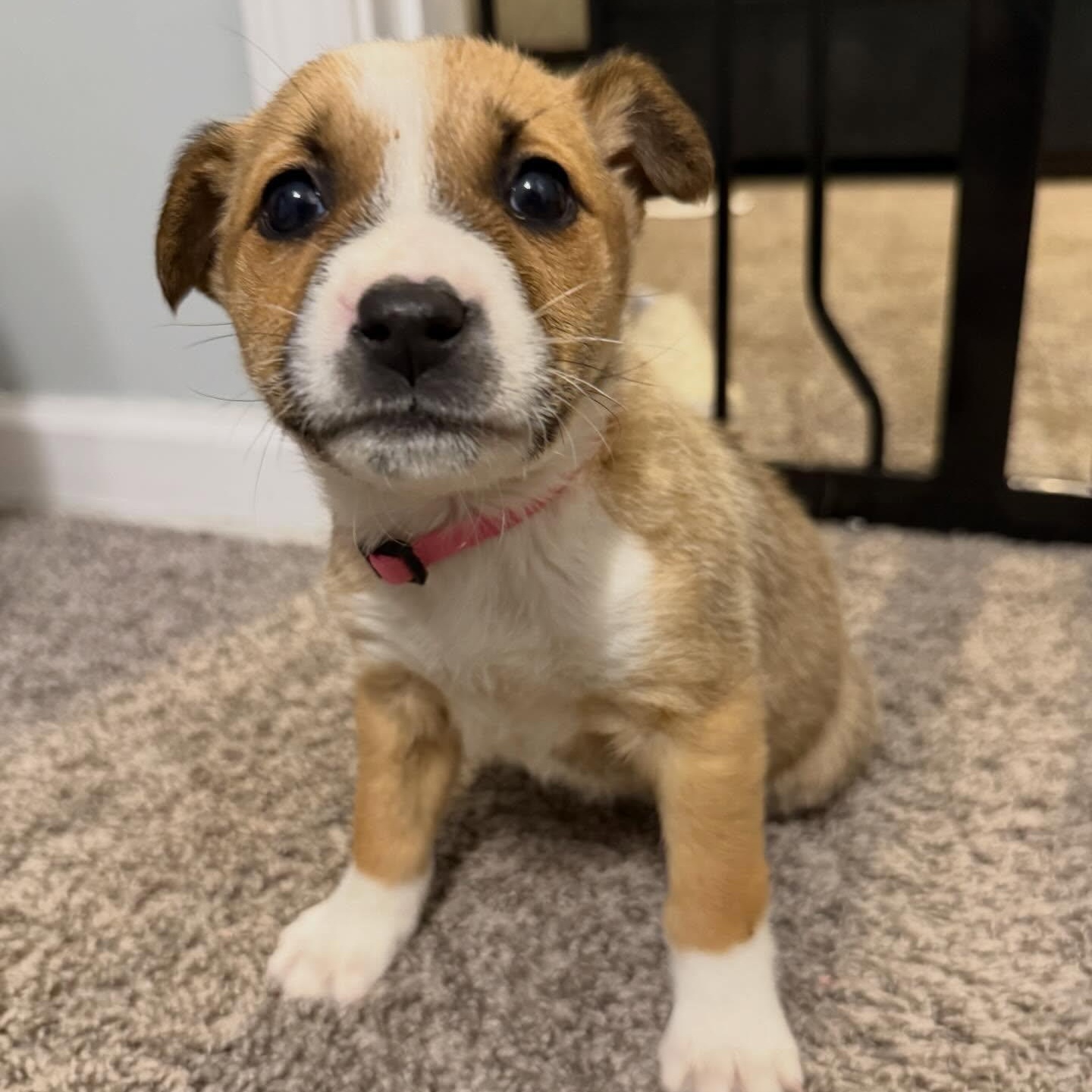 Enlarge Lyla , a ADOPTABLE mixed breed in Waxhaw, NC image 4/5