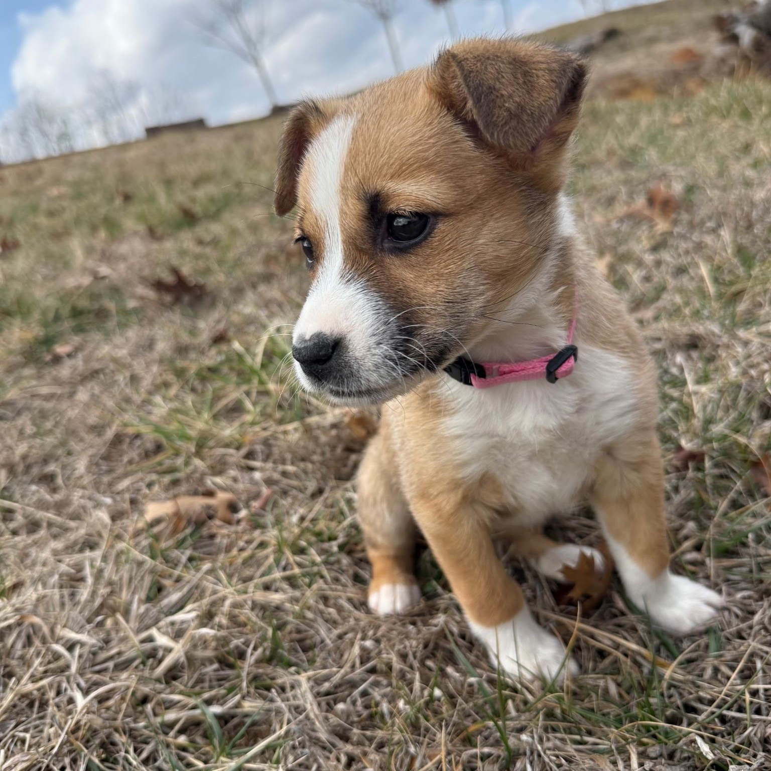 Enlarge Lyla , a ADOPTABLE mixed breed in Waxhaw, NC image 2/5