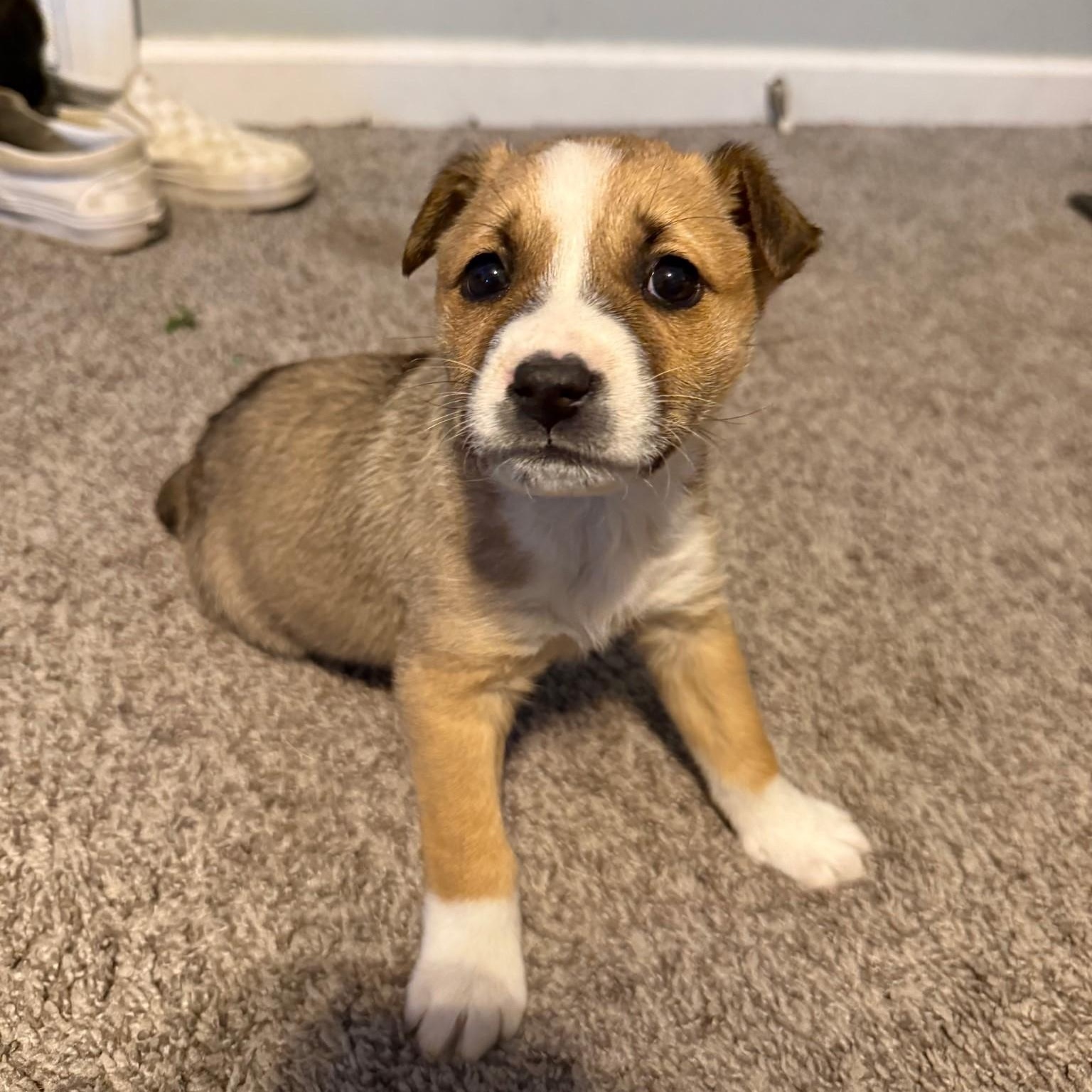 Enlarge Lyla , a ADOPTABLE mixed breed in Waxhaw, NC image 5/5