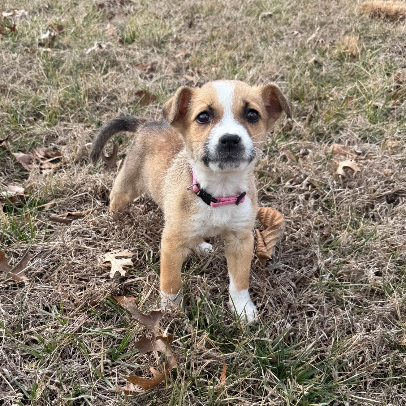Enlarge Lyla , a ADOPTABLE mixed breed in Waxhaw, NC image 3/5
