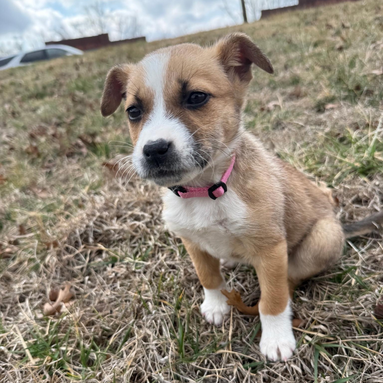 Lyla , ADOPTABLE, Puppy Female Terrier.