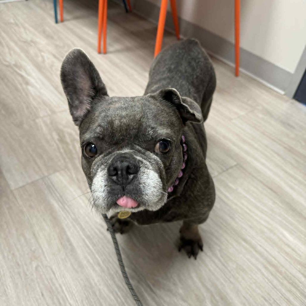 Pickles, Adoptable, Senior Female French Bulldog.