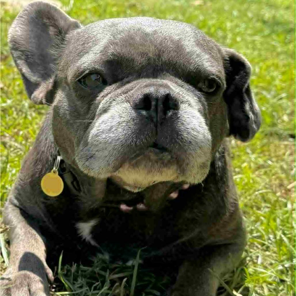 Enlarge Pickles, a Adoptable French Bulldog in Houston, TX image 2/3