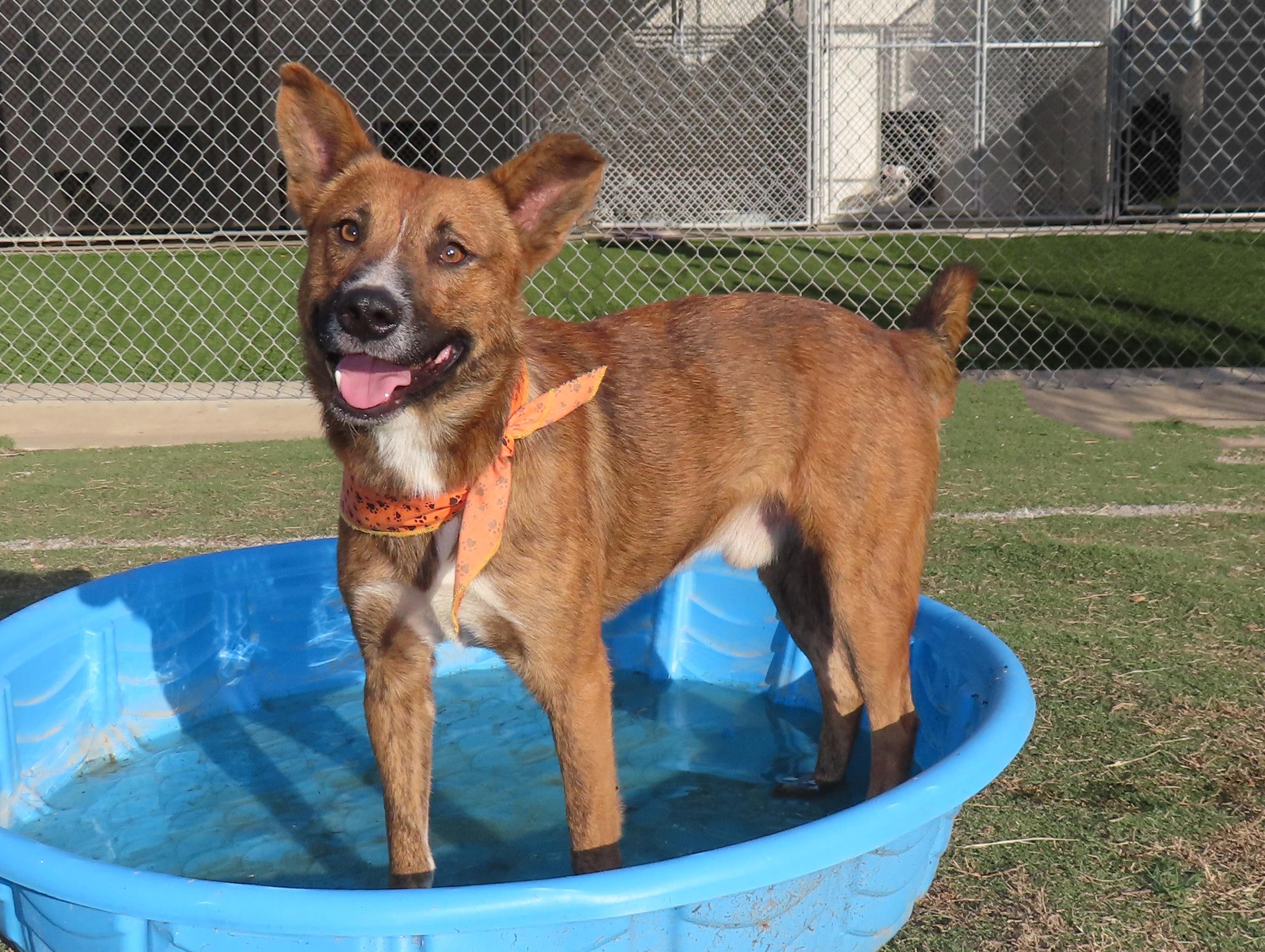 Enlarge Jasper  25C-261A, an adopted mixed breed in Rogers, AR image 1/5