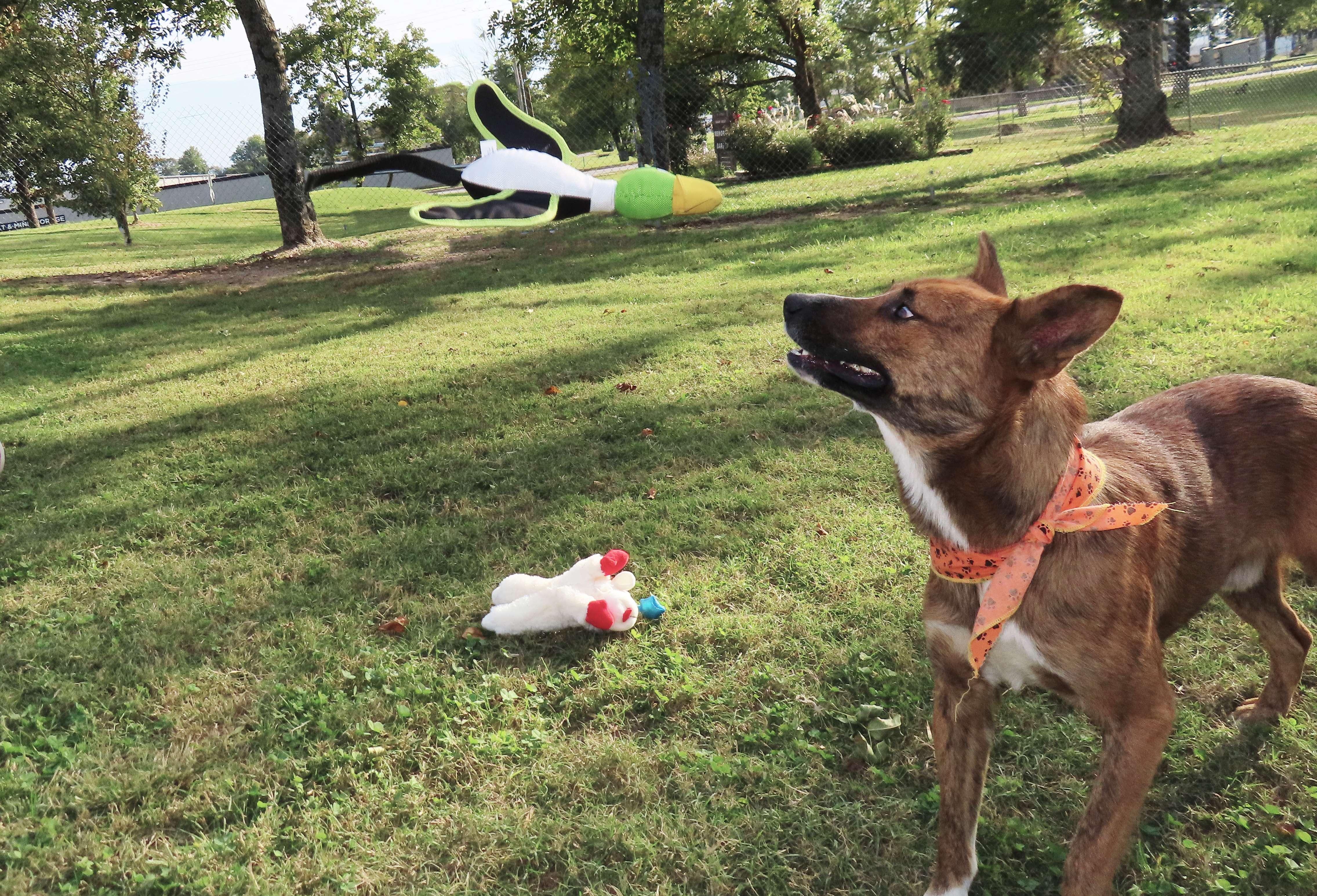Jasper 25C-261A, Adoptable, Young Male Australian Shepherd & Labrador Retriever.