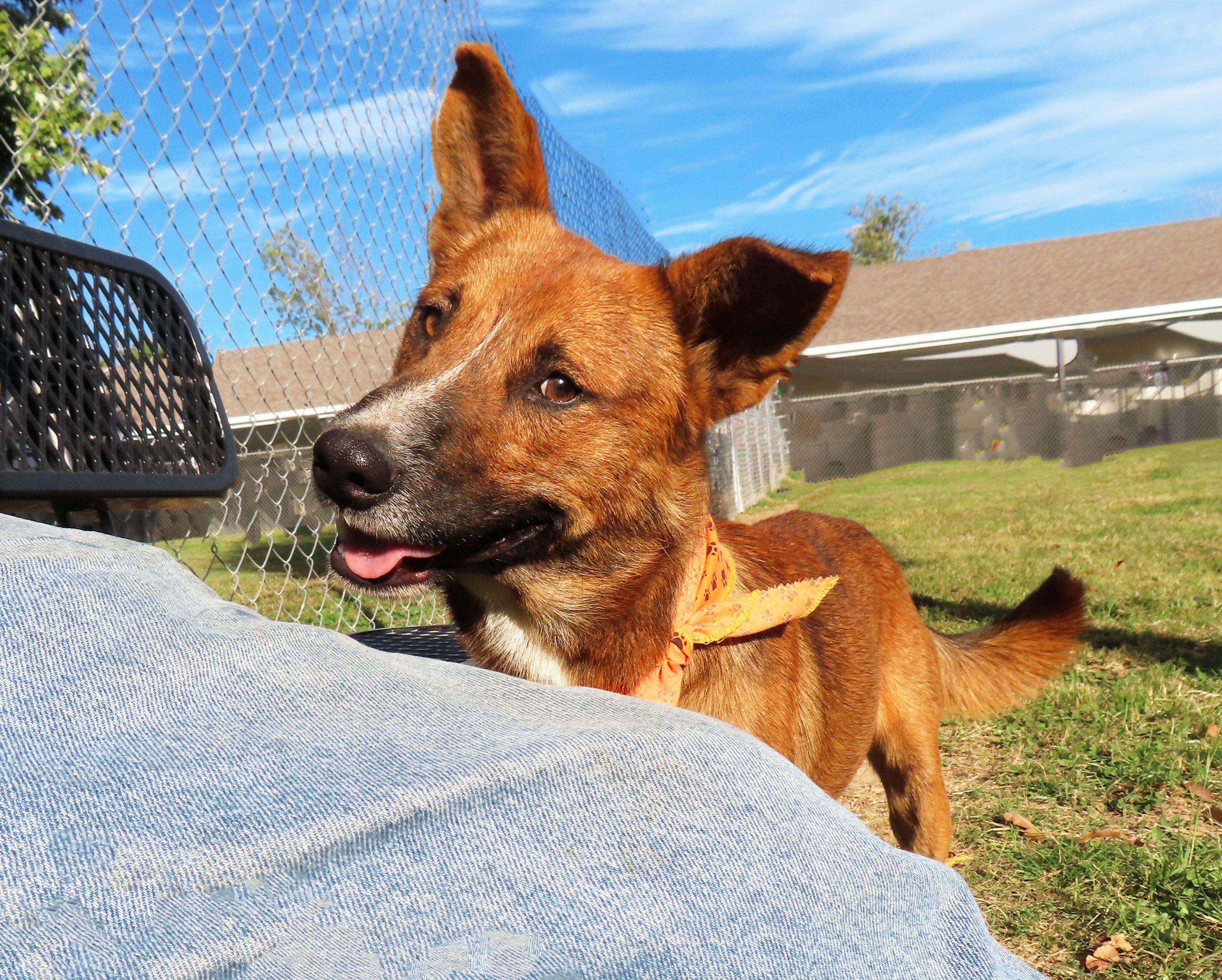 Enlarge Jasper  25C-261A, an adopted mixed breed in Rogers, AR image 3/5