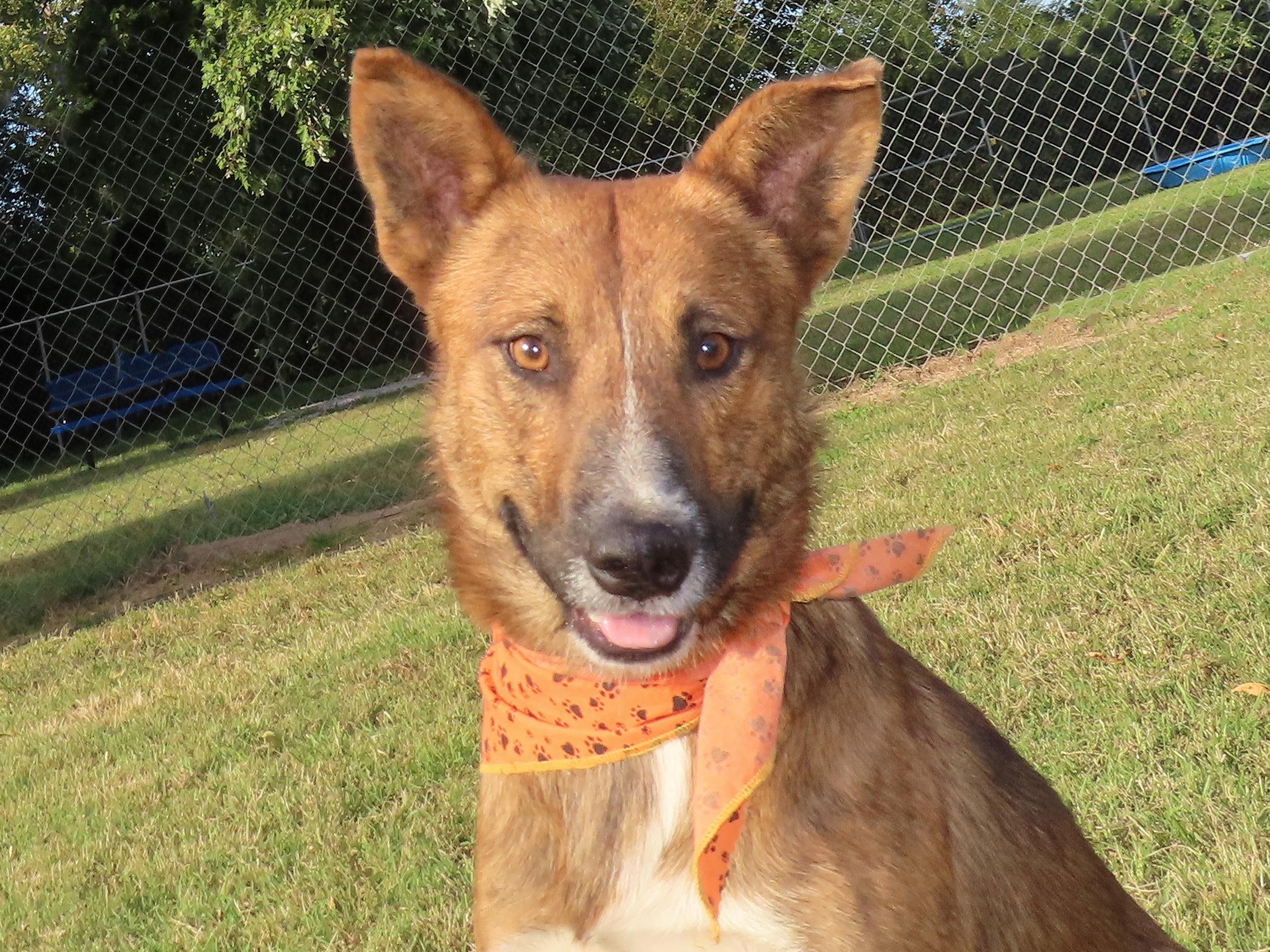 Enlarge Jasper  25C-261A, an adopted mixed breed in Rogers, AR image 4/5