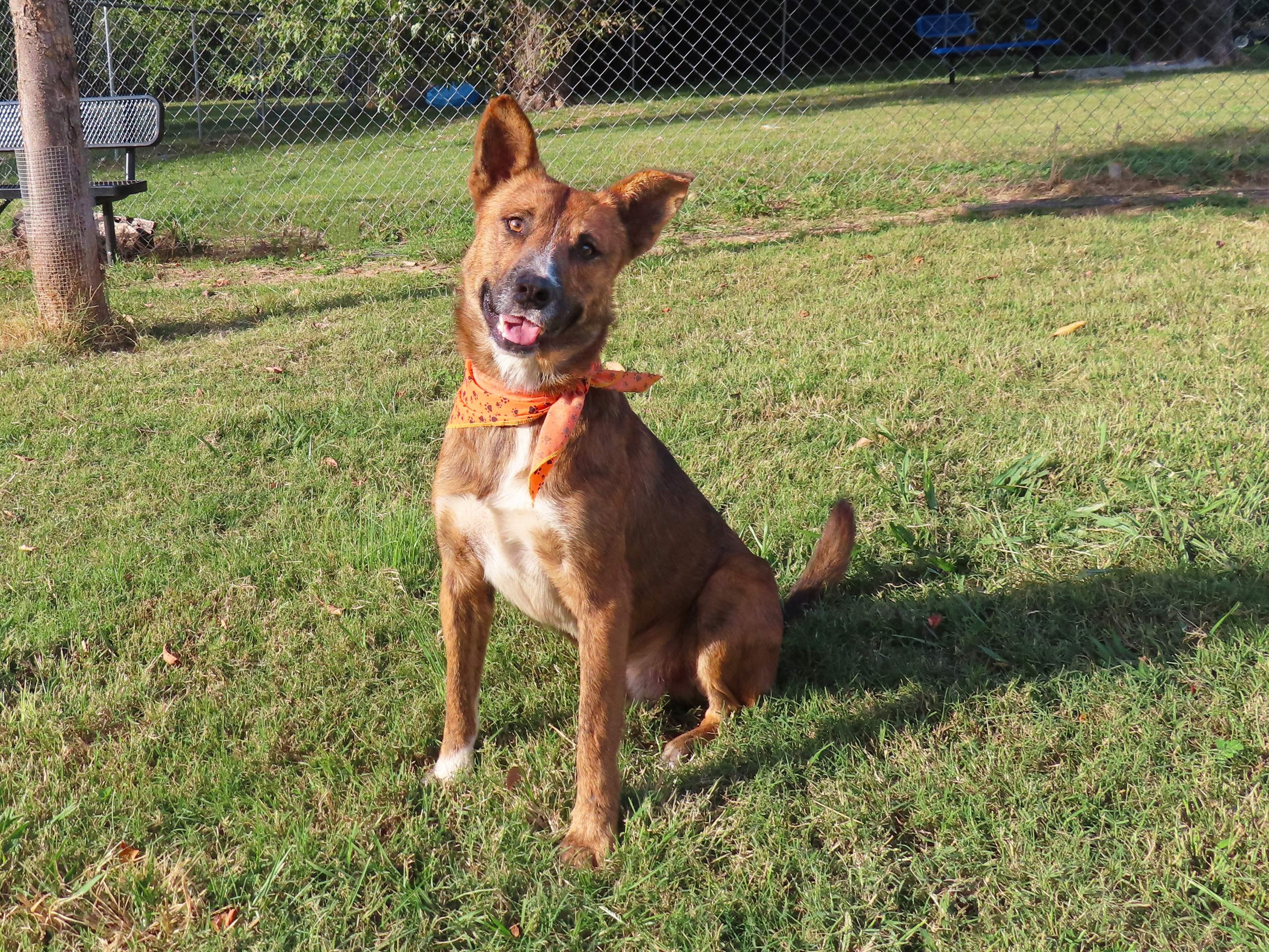 Enlarge Jasper  25C-261A, an adopted mixed breed in Rogers, AR image 5/5