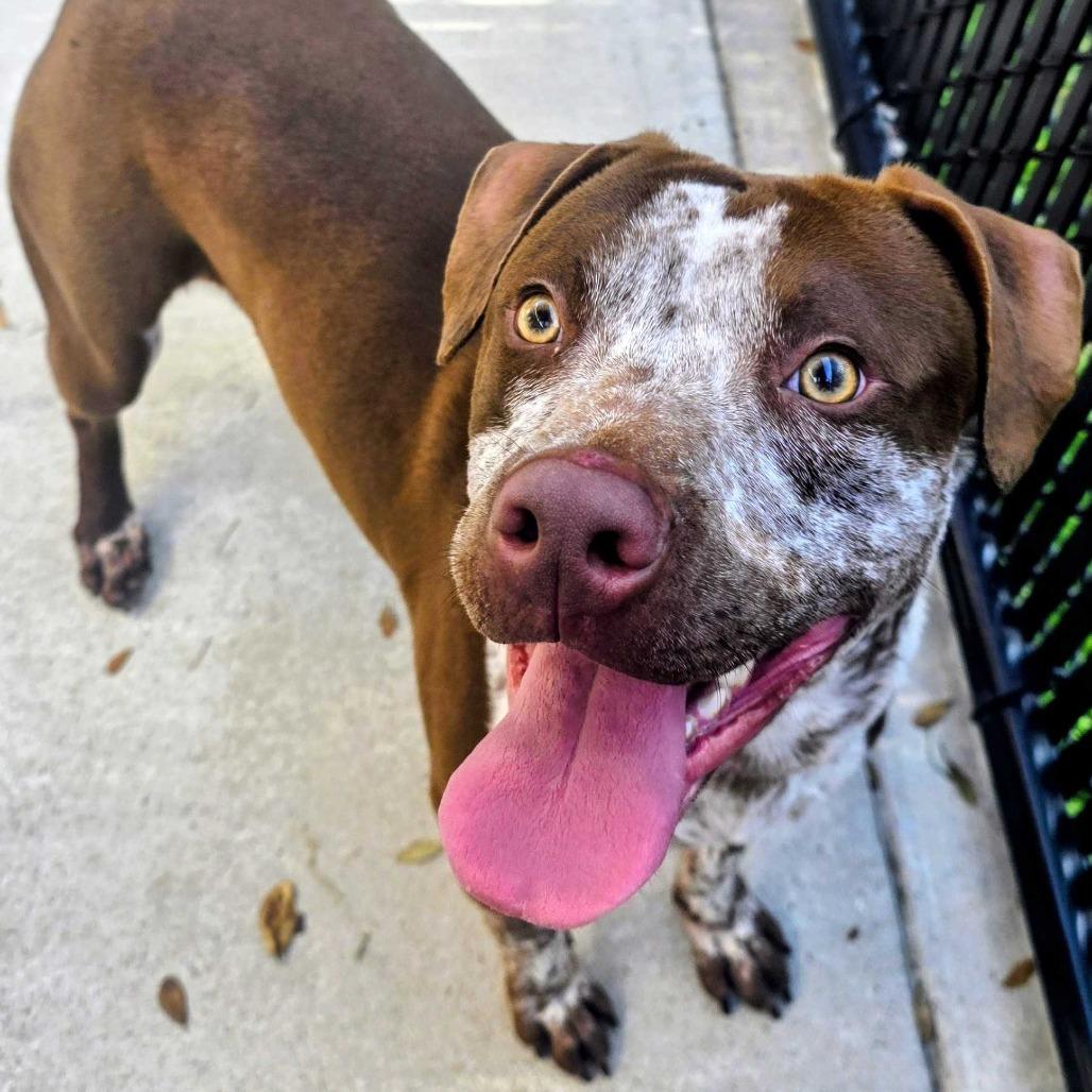 Enlarge Brazil, a Adoptable mixed breed in Beaumont, TX image 1/3