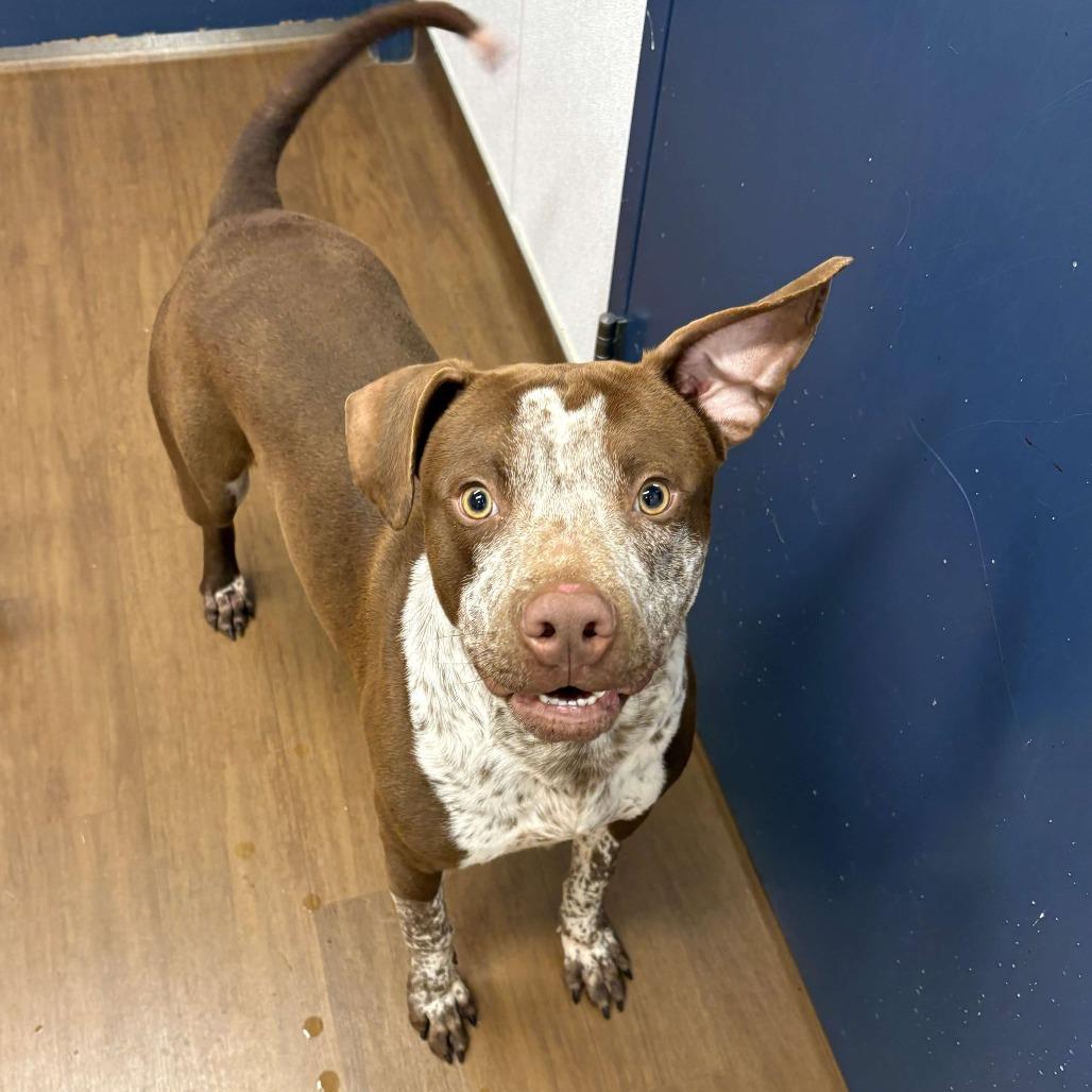 Enlarge Brazil, a Adoptable mixed breed in Beaumont, TX image 3/3