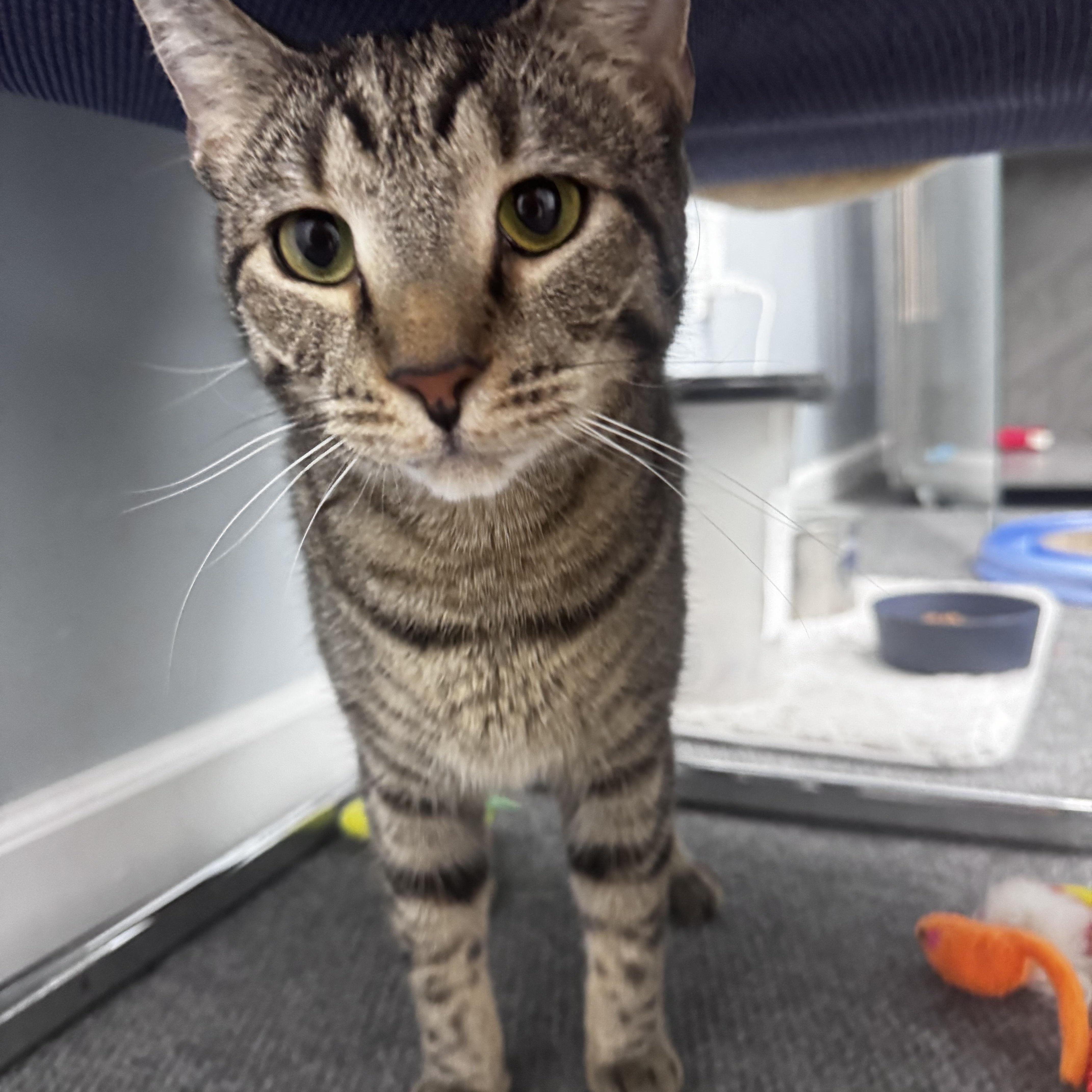 Misfit, a ADOPTABLE Domestic Short Hair in Pottsville, PA image 1/3