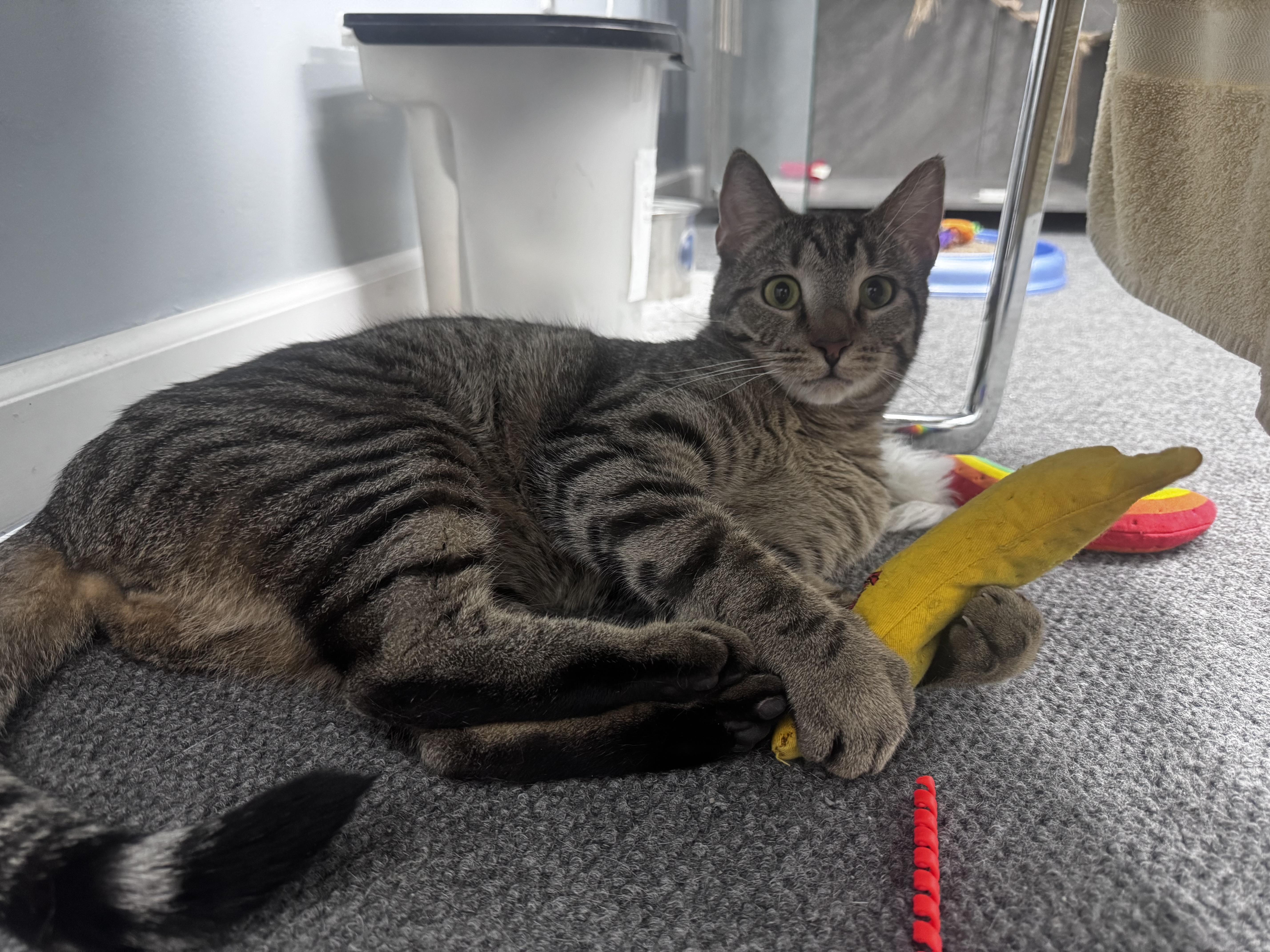 Misfit, a ADOPTABLE Domestic Short Hair in Pottsville, PA image 3/3