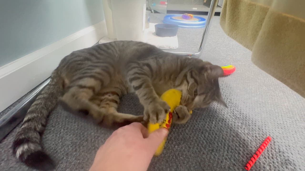 Enlarge Misfit, a ADOPTABLE Domestic Short Hair in Pottsville, PA video 2/3