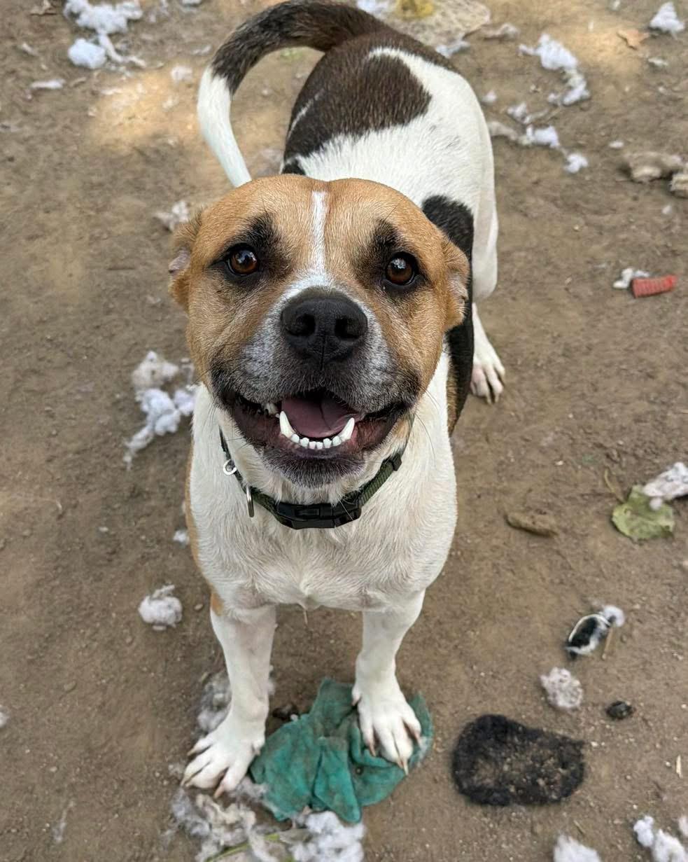 Enlarge Velcro, an adoptable mixed breed in INDIANAPOLIS, IN image 3/6