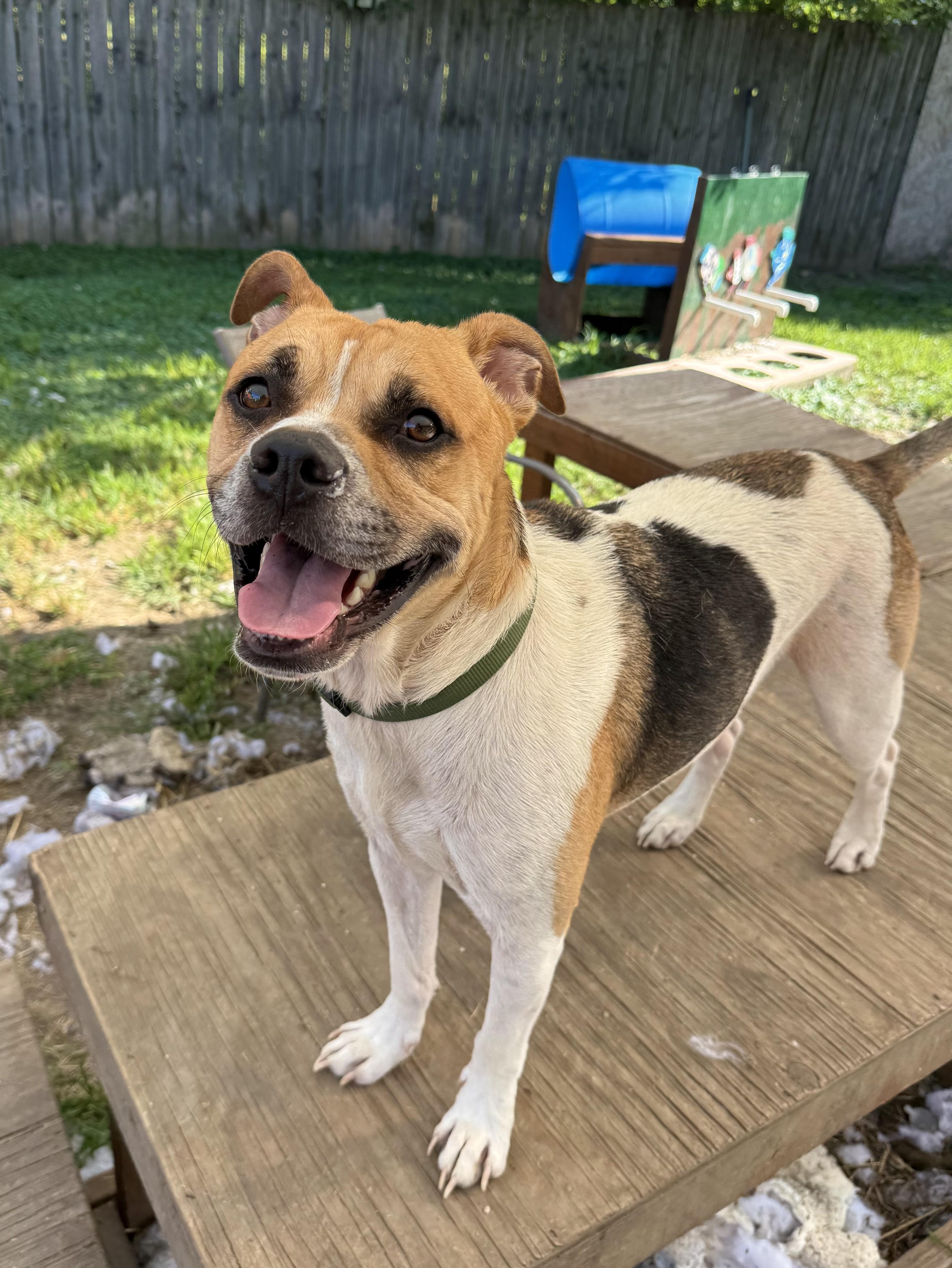 Enlarge Velcro, an adoptable mixed breed in INDIANAPOLIS, IN image 4/6
