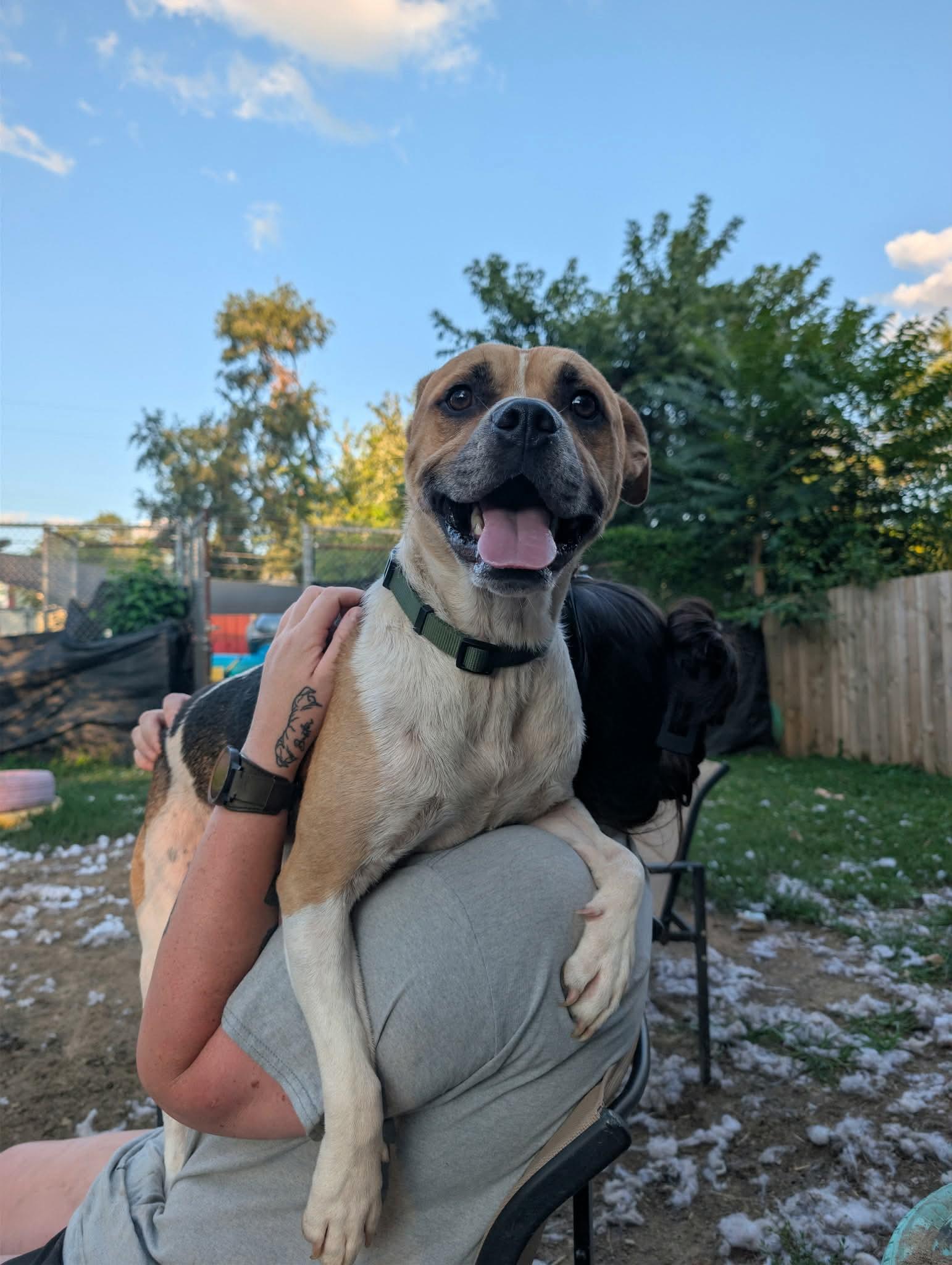 Enlarge Velcro, an adoptable mixed breed in INDIANAPOLIS, IN image 6/6