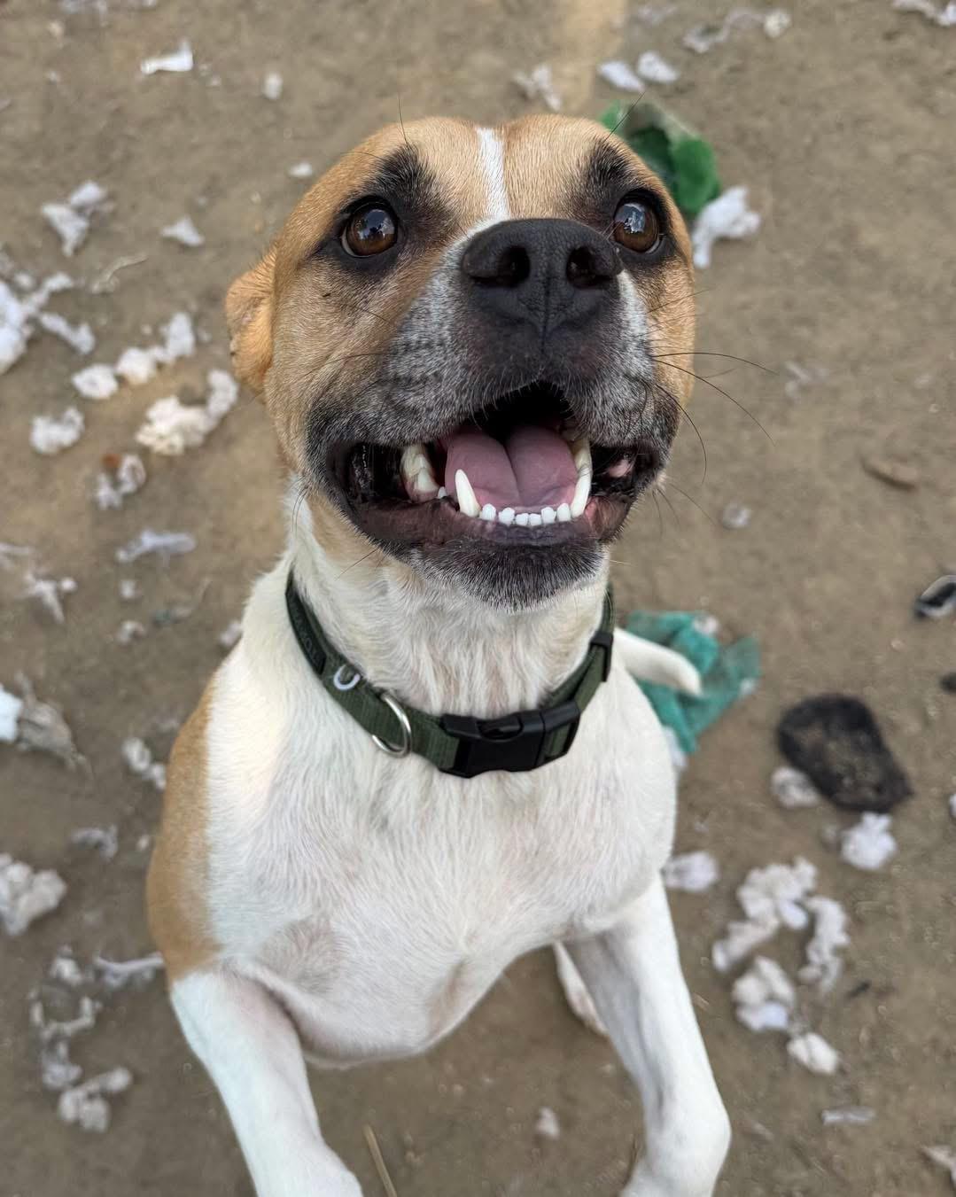 Enlarge Velcro, an adoptable mixed breed in INDIANAPOLIS, IN image 5/6