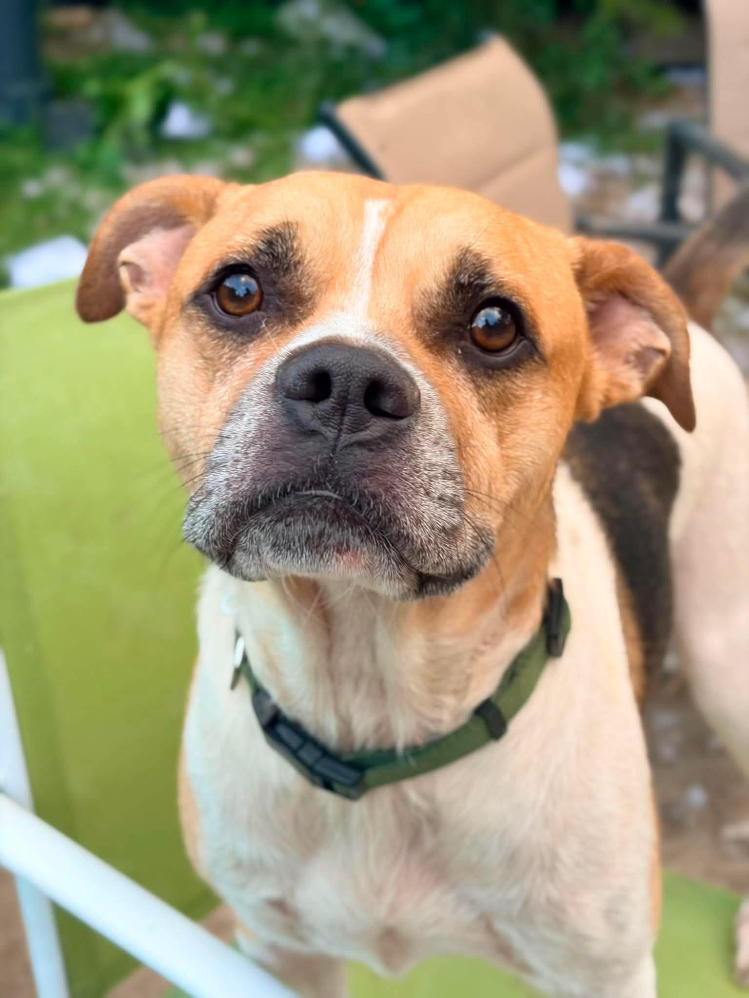 Enlarge Velcro, an adoptable mixed breed in INDIANAPOLIS, IN image 2/6