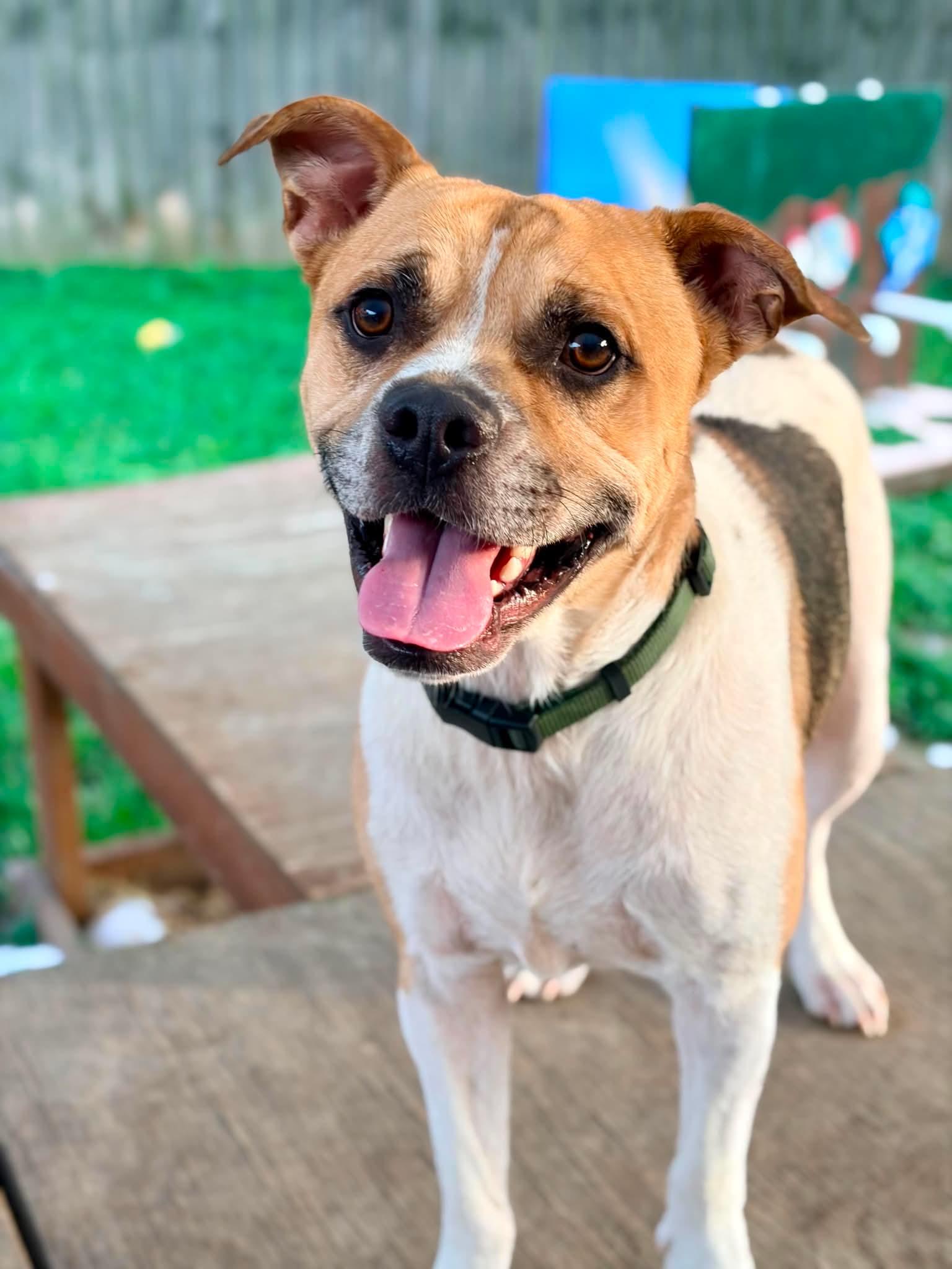 Enlarge Velcro, an adoptable mixed breed in INDIANAPOLIS, IN image 1/6