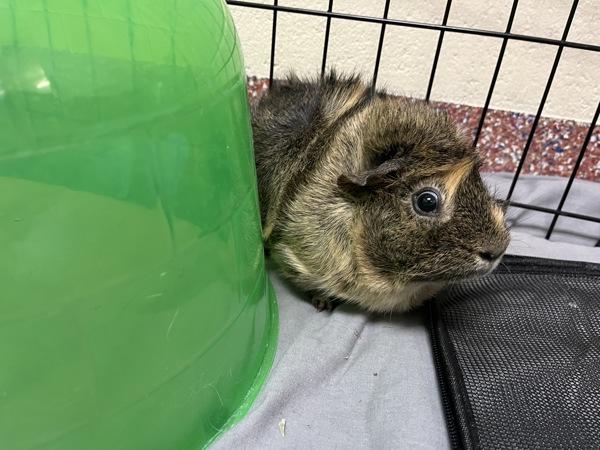 Heidi - Trio To Maverick And Pheobe, Adoptable, Adult Female Guinea Pig.