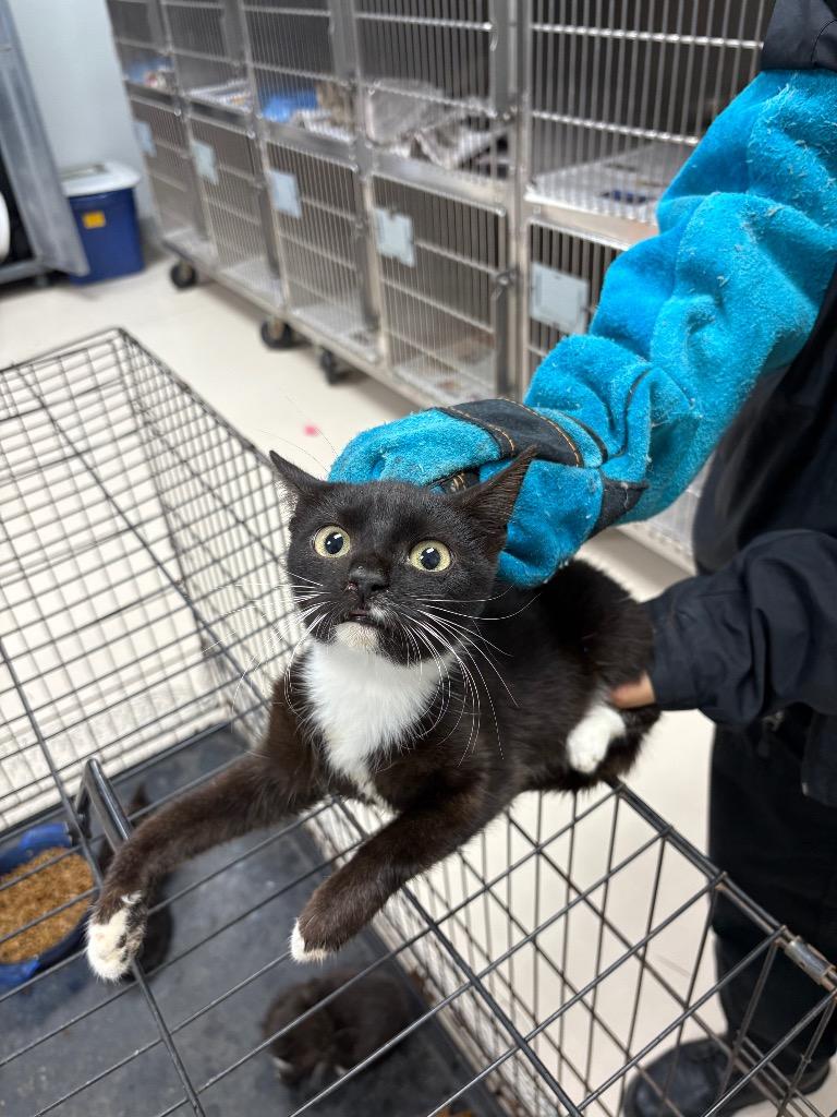 Robin, Adoptable, Young Female Domestic Short Hair.