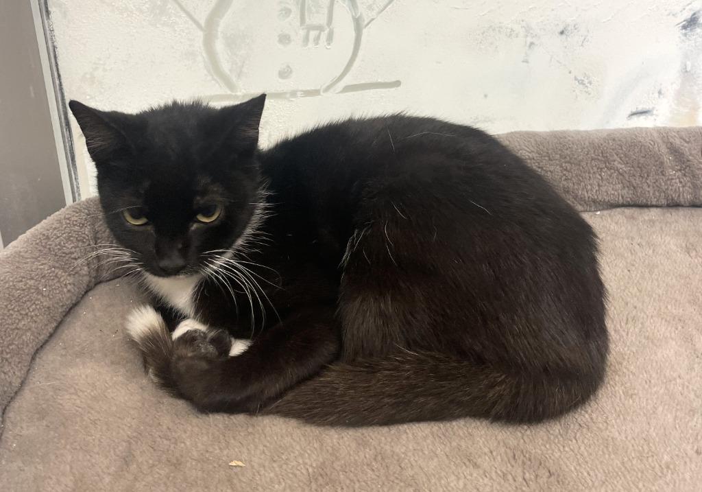 Enlarge Robin, a Adoptable mixed breed in Belton, TX image 2/3