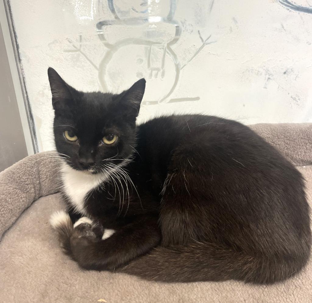 Enlarge Robin, a Adoptable mixed breed in Belton, TX image 3/3