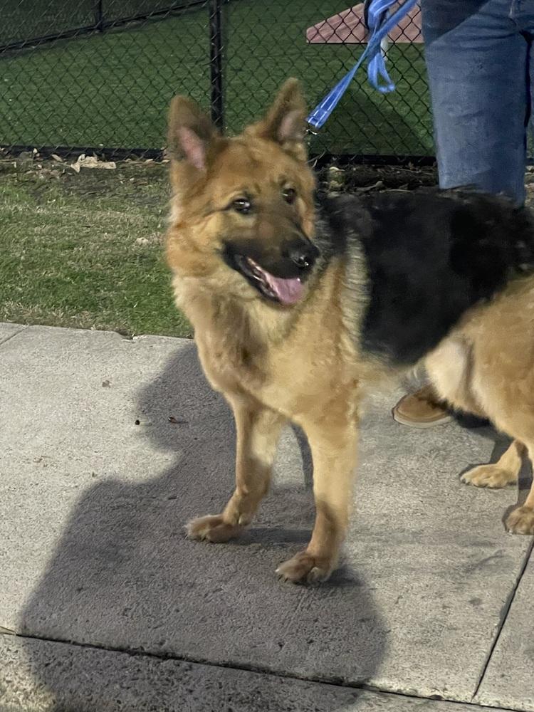 Zealous, Adoptable, Adult Female German Shepherd Dog.