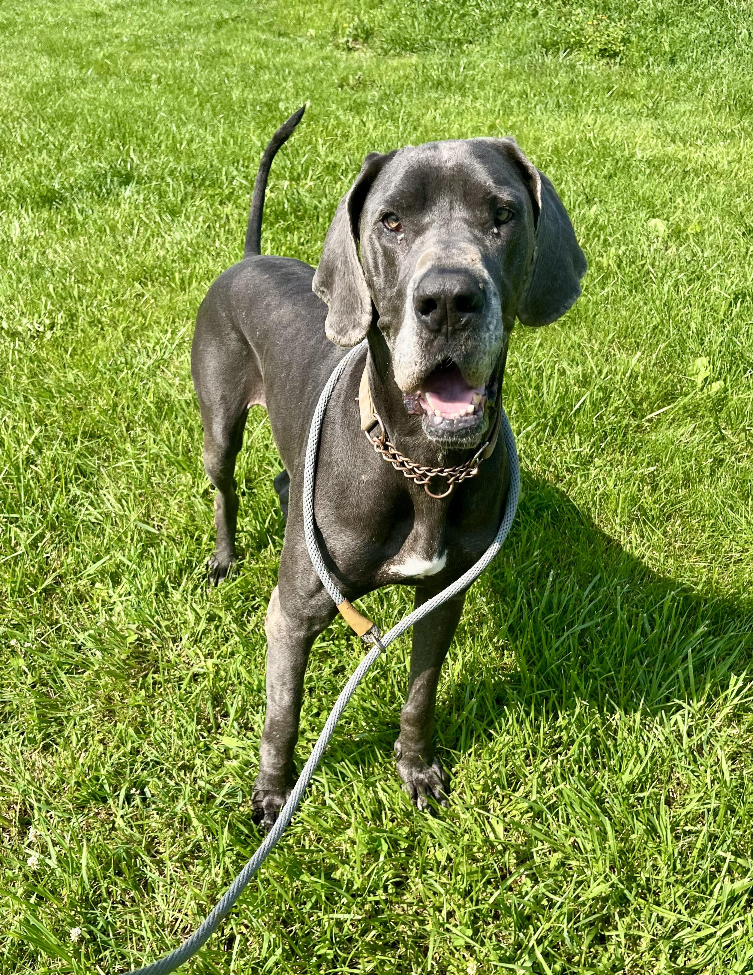 Enlarge Ladybird, a Adoptable Great Dane in Athens, OH image 1/3