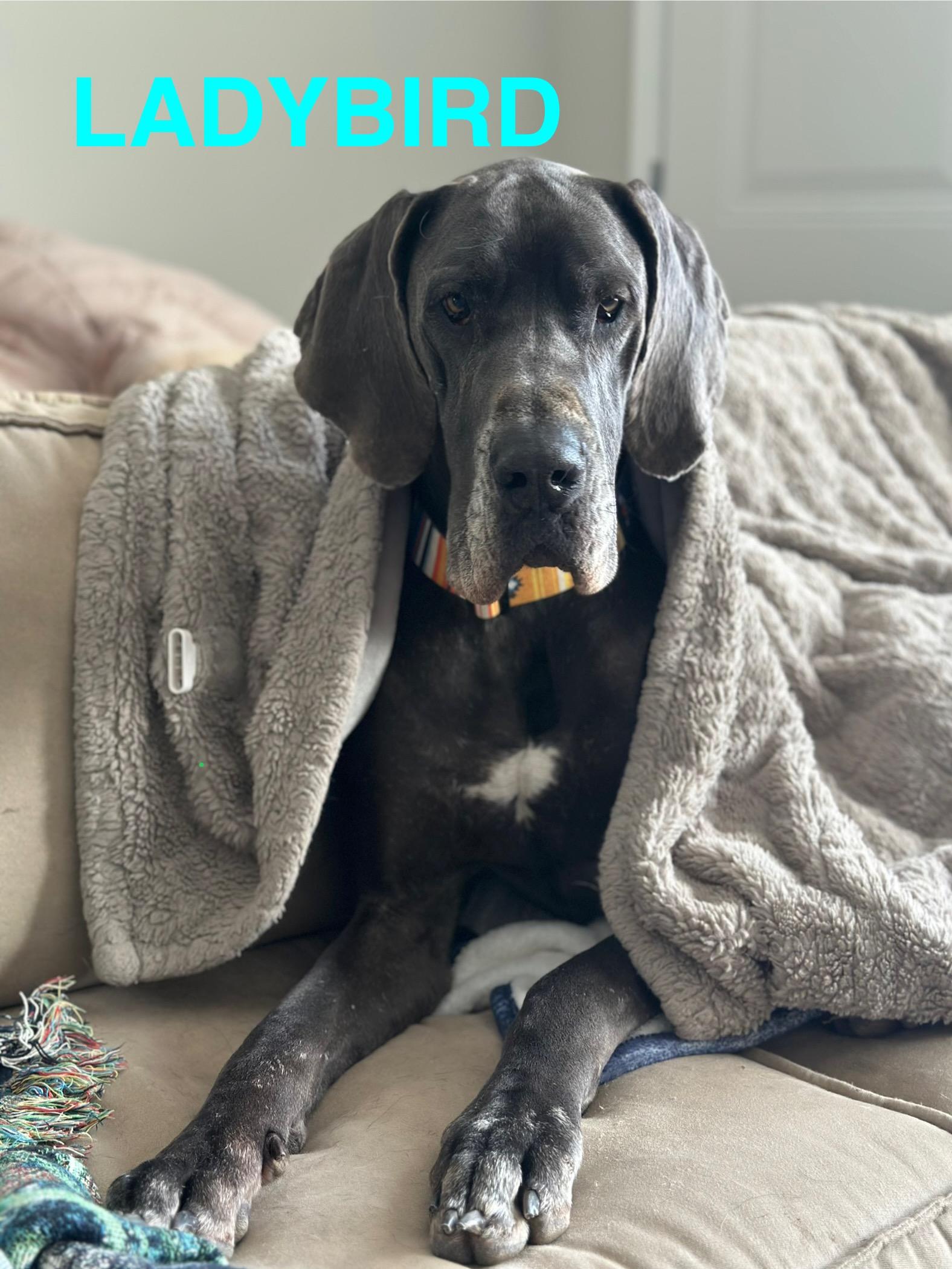 Ladybird, Adoptable, Adult Female Great Dane.