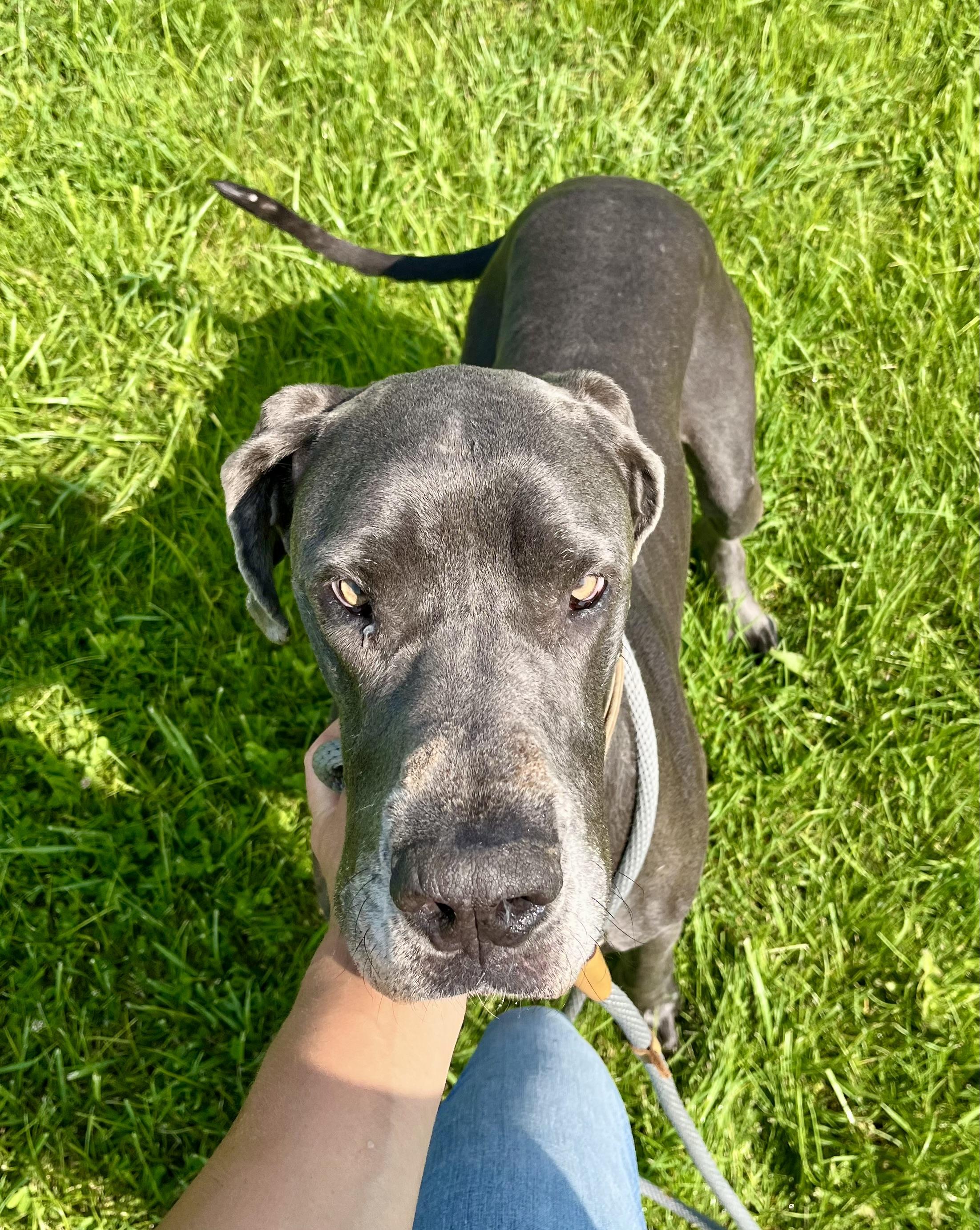 Enlarge Ladybird, a Adoptable Great Dane in Athens, OH image 2/3