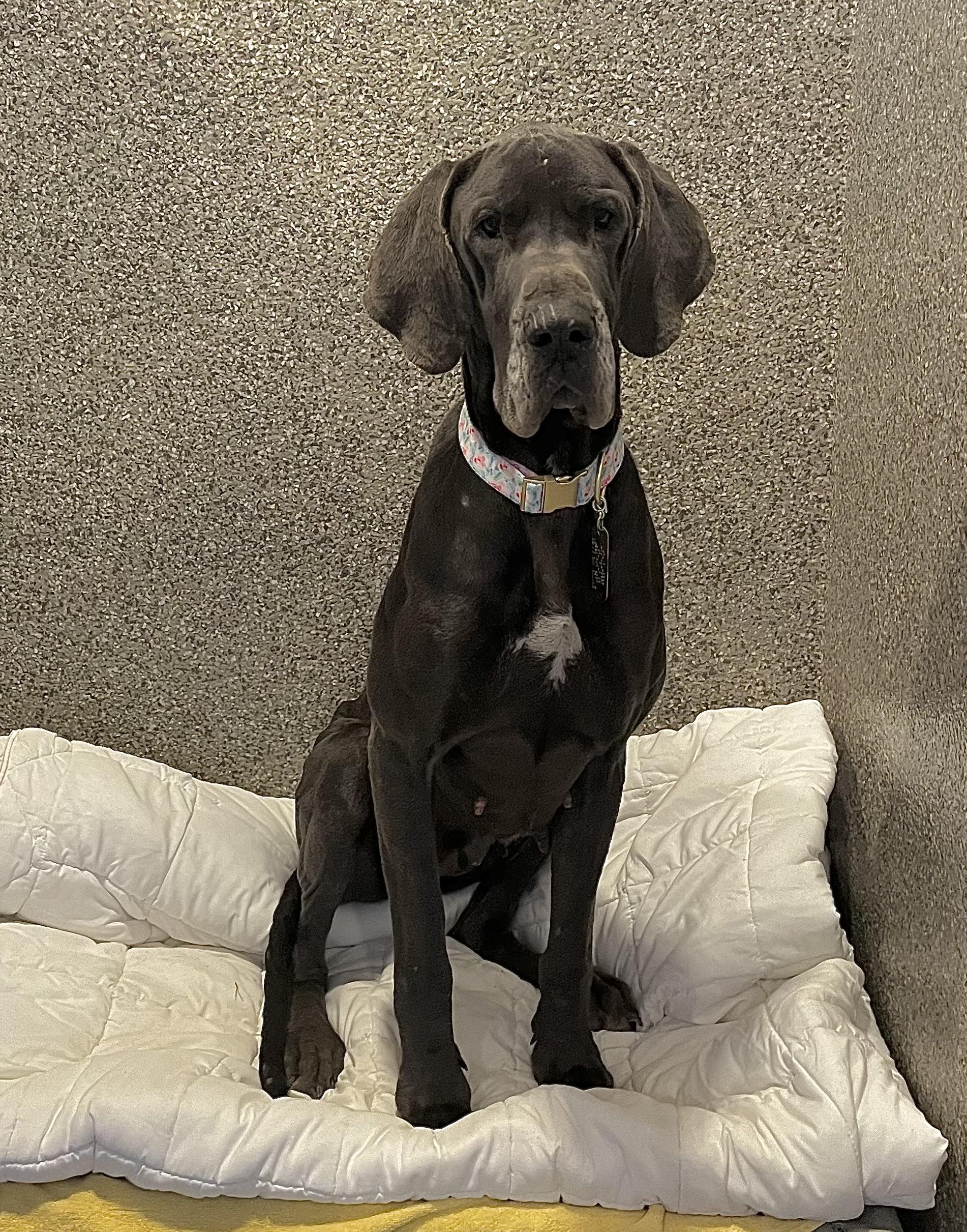 Enlarge Ladybird, a Adoptable Great Dane in Athens, OH image 3/3