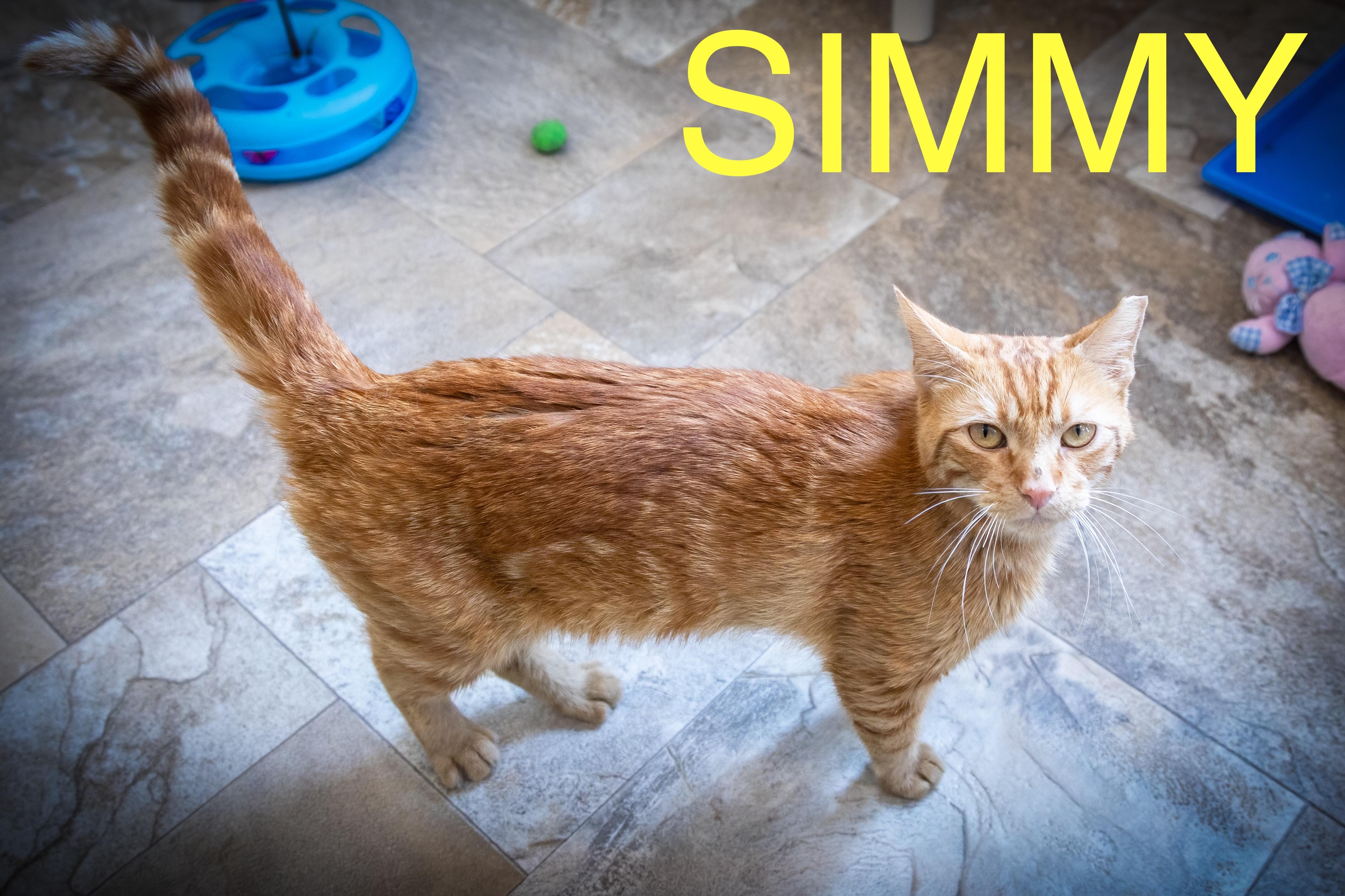 Simmy (FCID# 06/18/2025 - 41 Trainer)