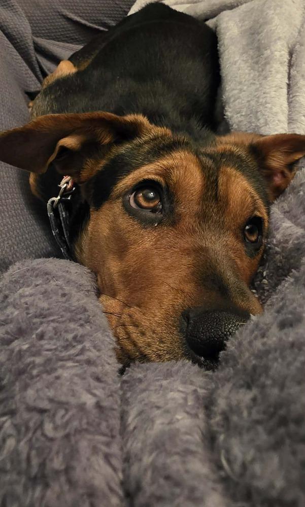 Gemini, Adoptable, Adult Female Hound & Pumi.