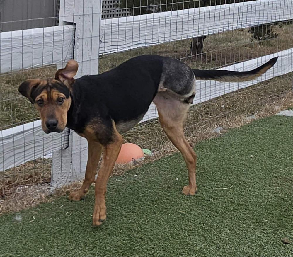 Gemini, a Adoptable mixed breed in Lafayette, CO image 2/6