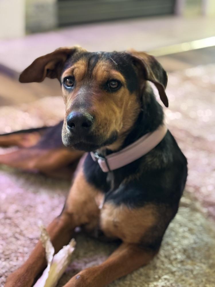 Gemini, a Adoptable mixed breed in Lafayette, CO image 3/6