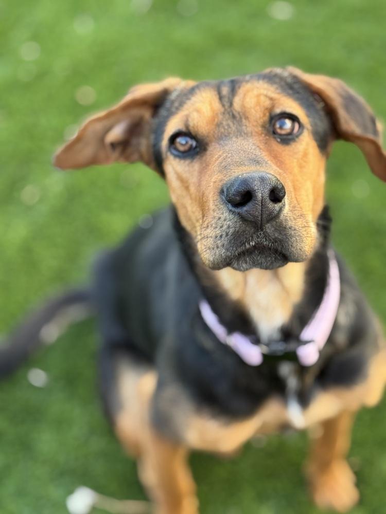 Gemini, a Adoptable mixed breed in Lafayette, CO image 4/6