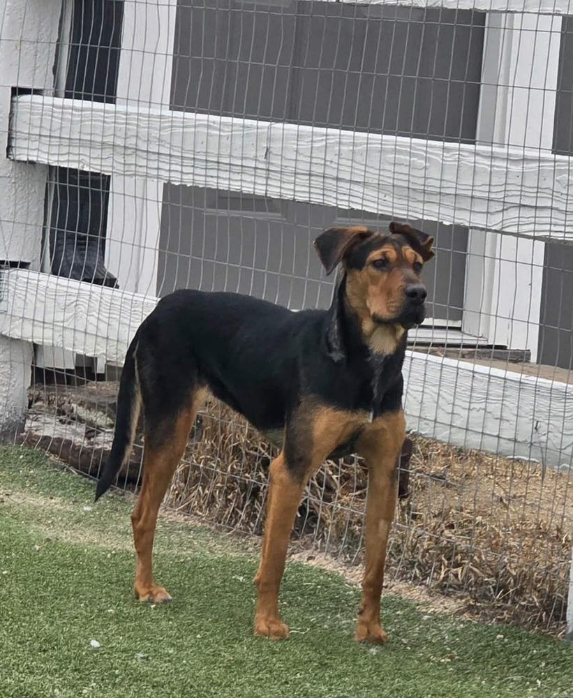 Gemini, a Adoptable mixed breed in Lafayette, CO image 5/6