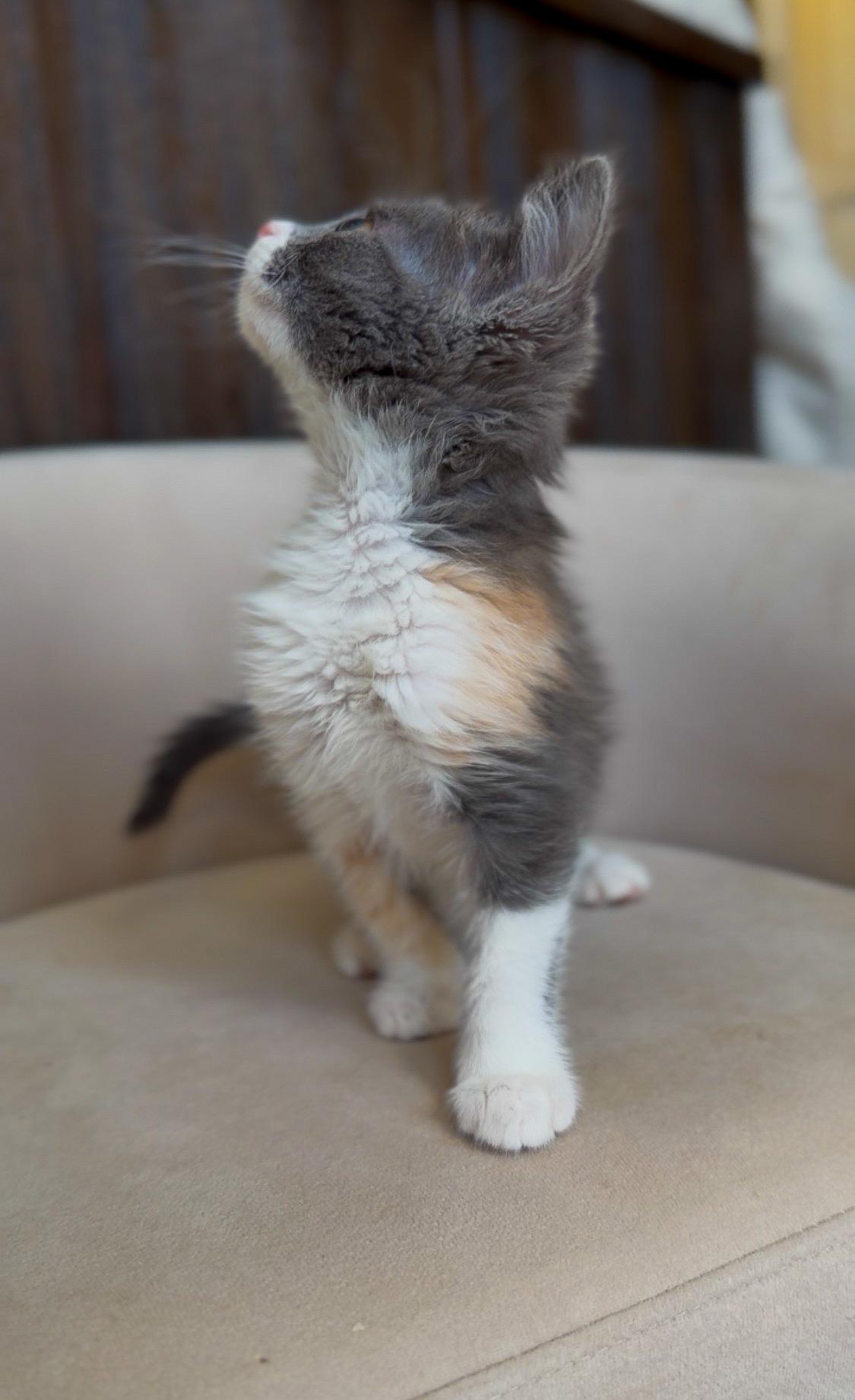 Cookies, a ADOPTABLE Domestic Short Hair in Albuquerque, NM image 2/3