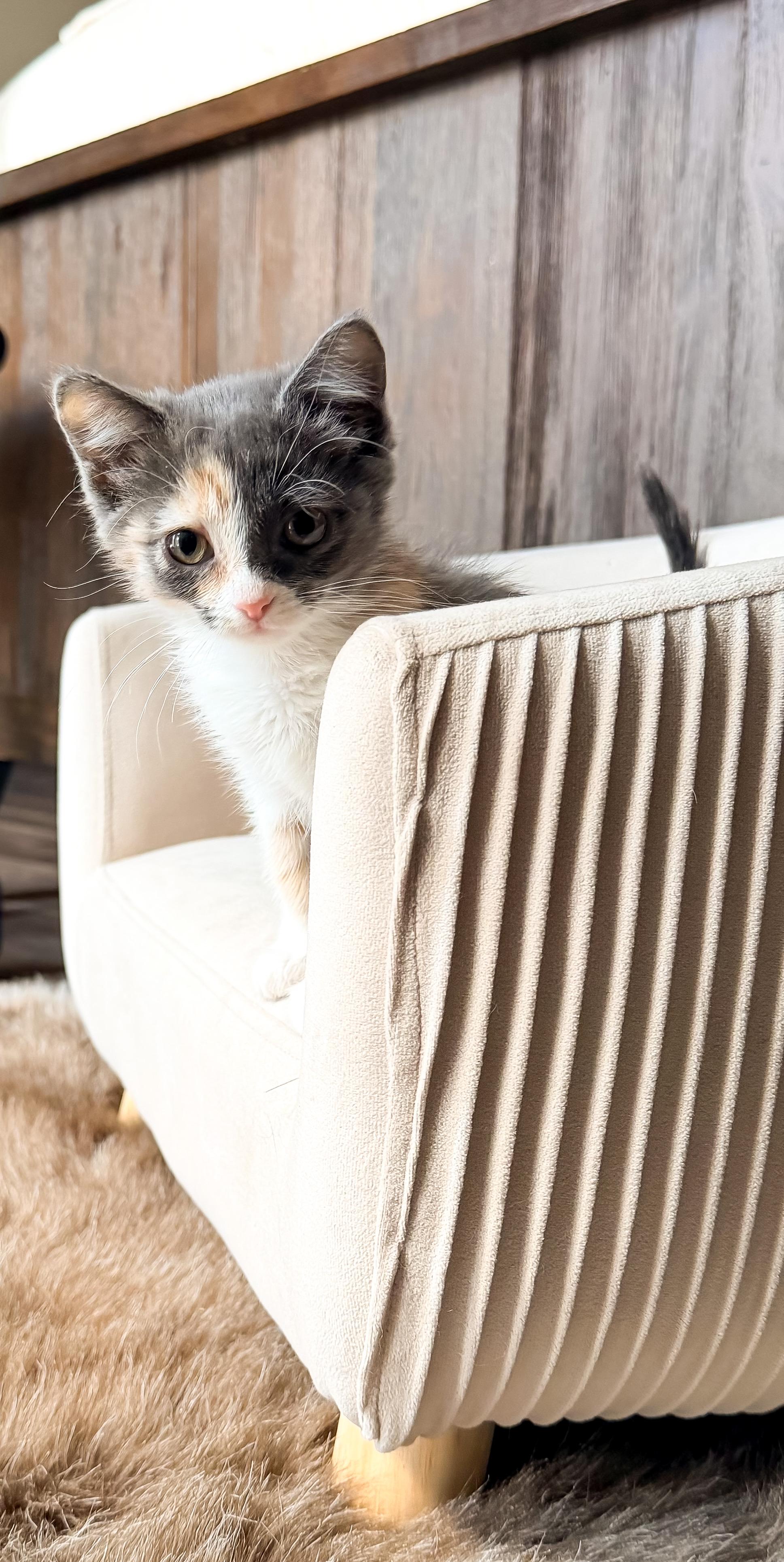 Cookies, ADOPTABLE, Kitten Female Domestic Short Hair.